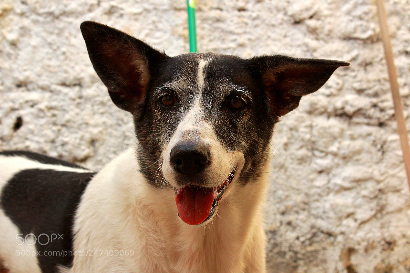 Canon EOS 1300D (EOS Rebel T6 / EOS Kiss X80) sample photo. Pablita's smile photography