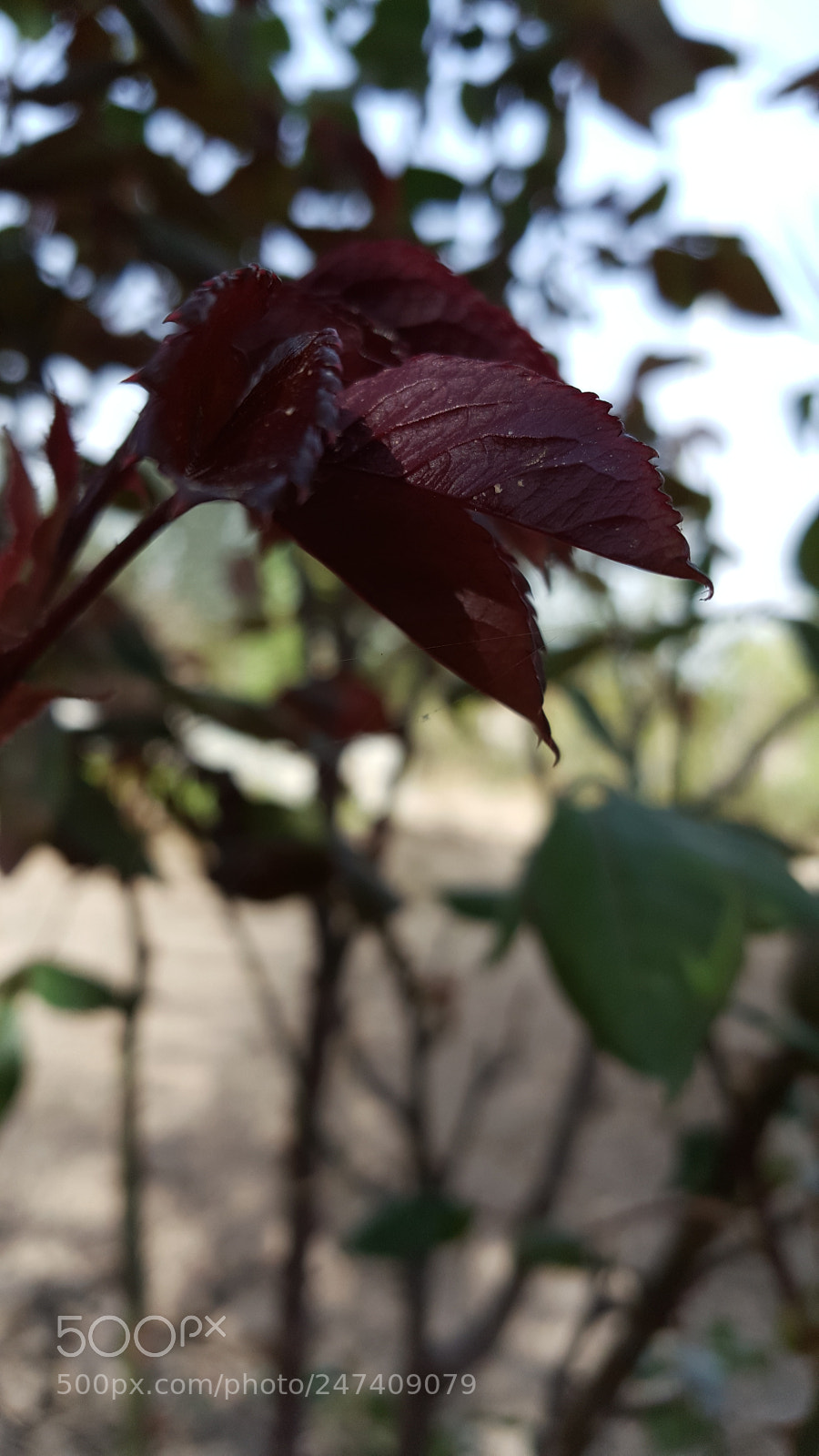 Samsung Galaxy Note5 sample photo. Untitled photography