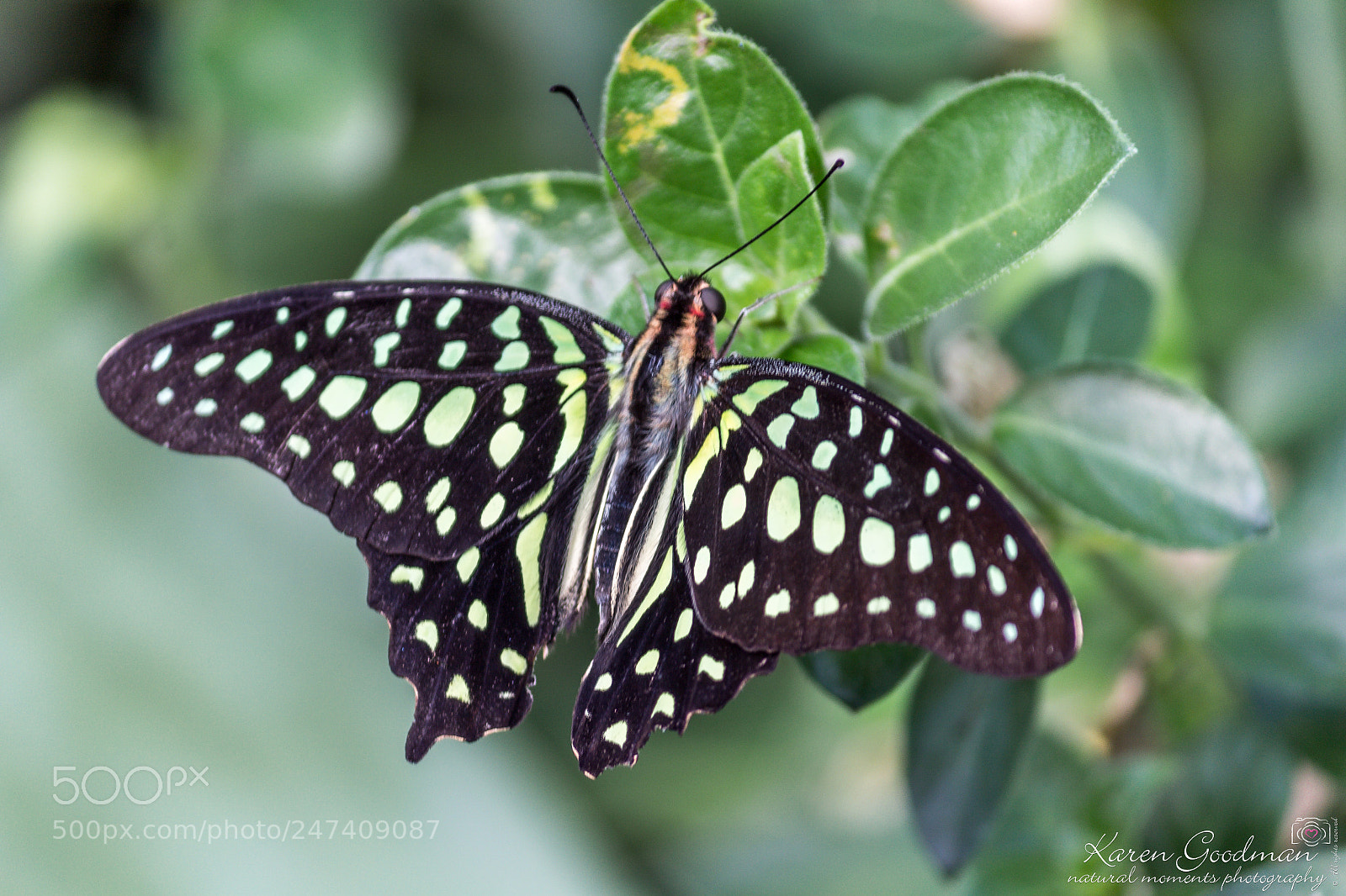 Canon EOS 1300D (EOS Rebel T6 / EOS Kiss X80) sample photo. Stratford butterfly farm photography