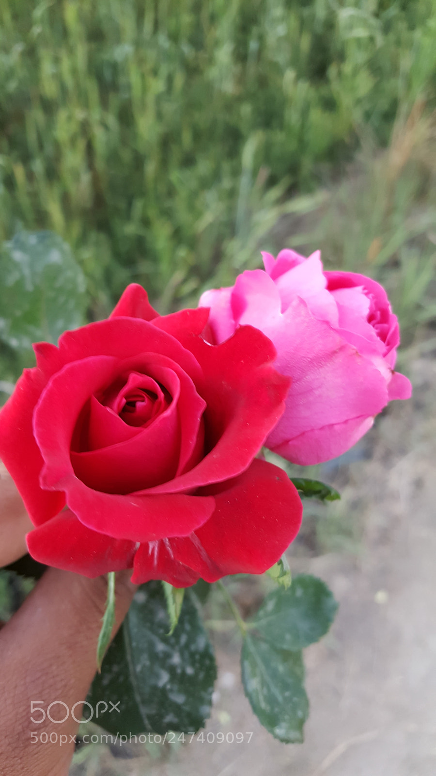 Samsung Galaxy Note5 sample photo. Untitled photography