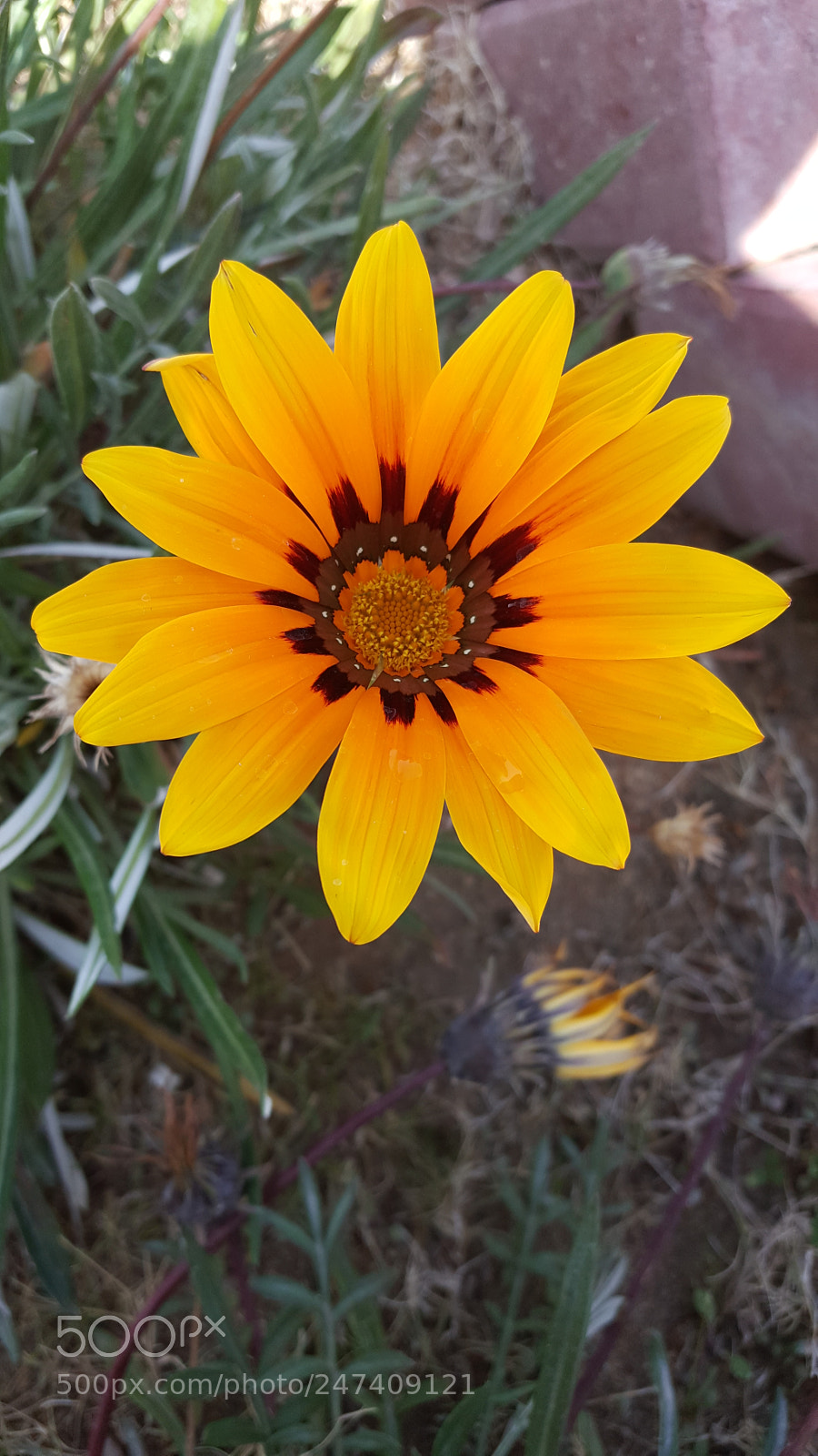 Samsung Galaxy Note5 sample photo. Untitled photography