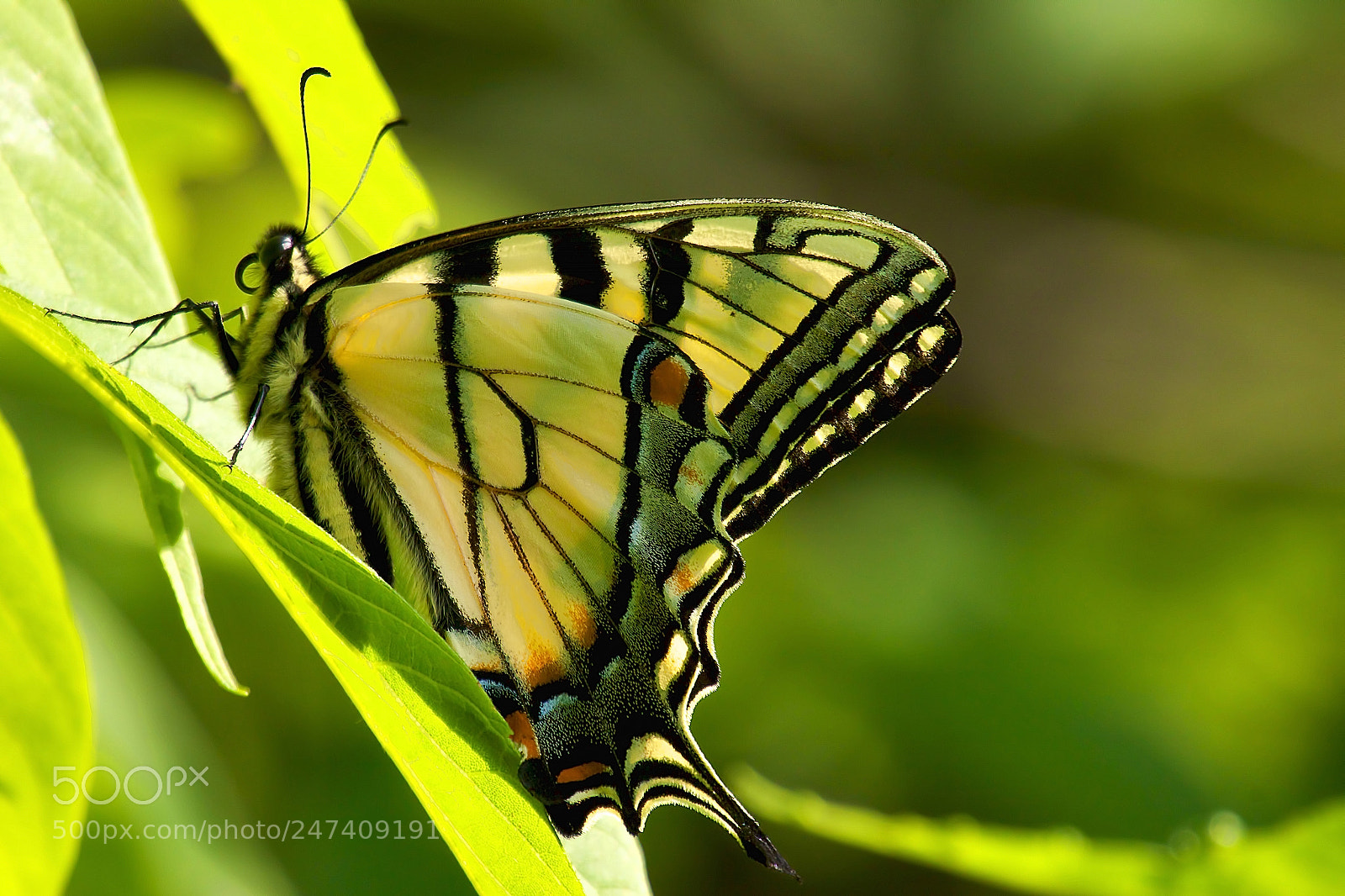Canon EOS 50D sample photo. Tiger photography