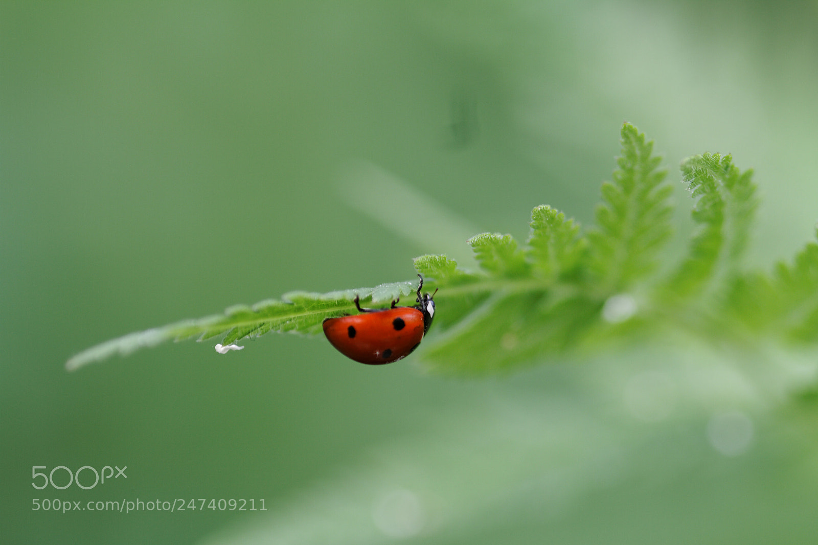 Canon EOS 7D sample photo. Untitled photography