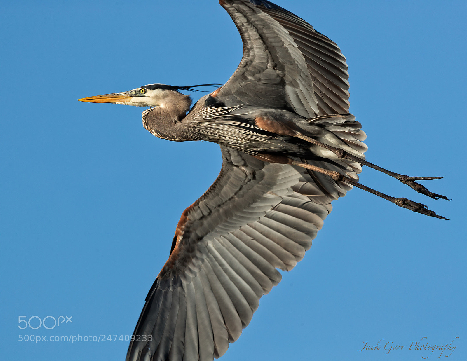 Canon EOS-1D X Mark II sample photo. Adult great blue heron photography