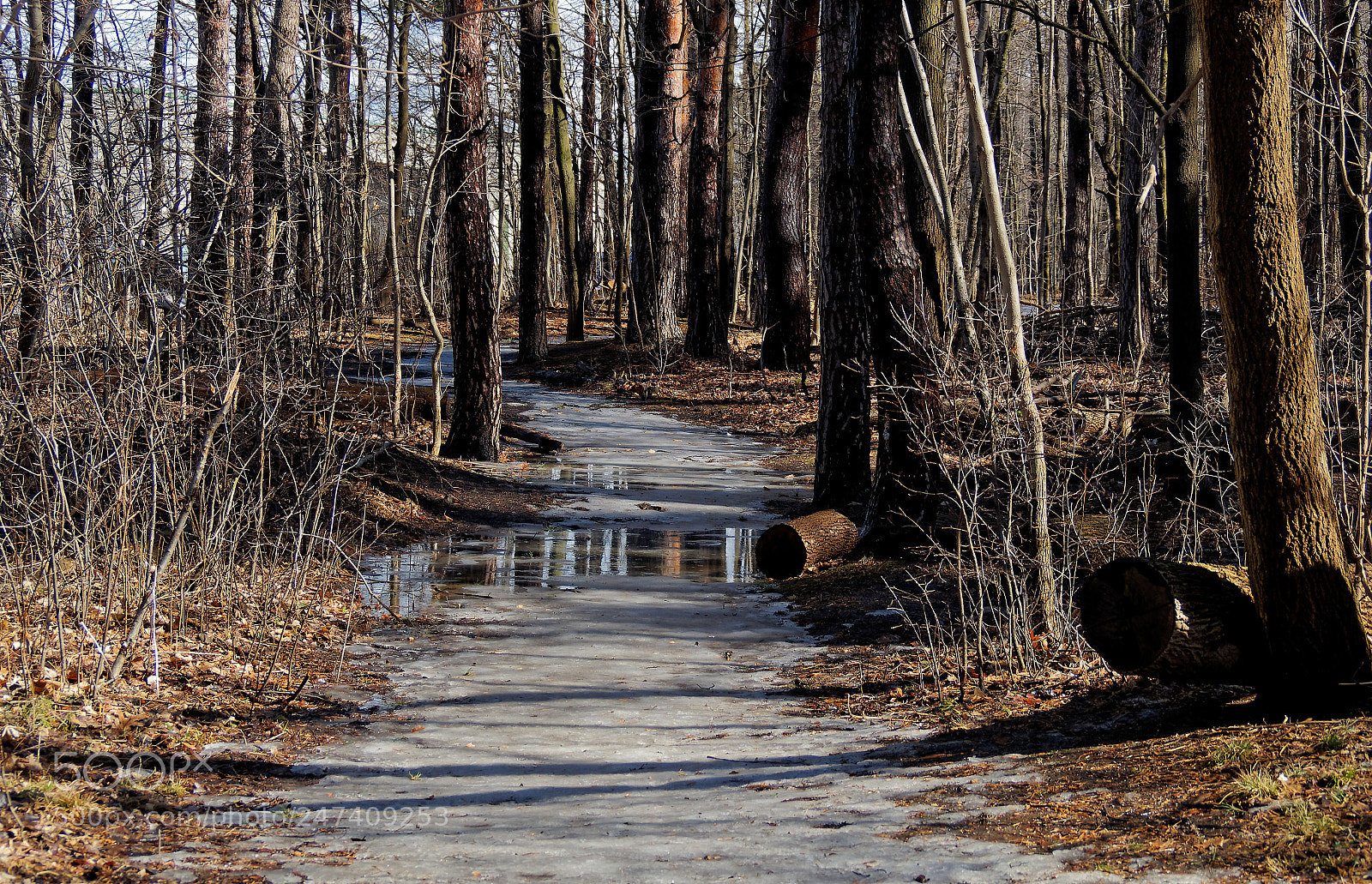 Olympus OM-D E-M1 sample photo. Icy path photography