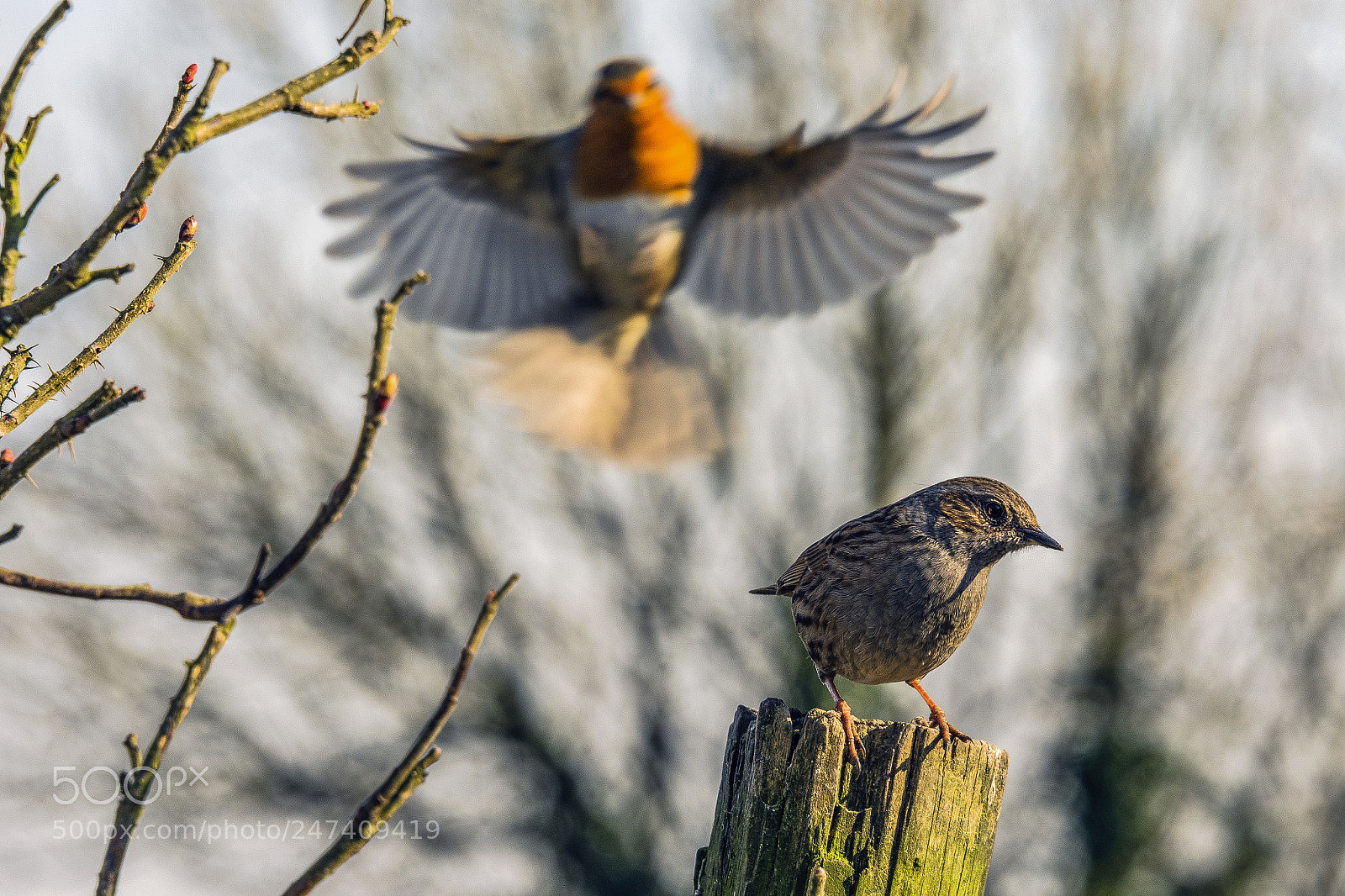 Nikon D7200 sample photo. Watch your back. photography