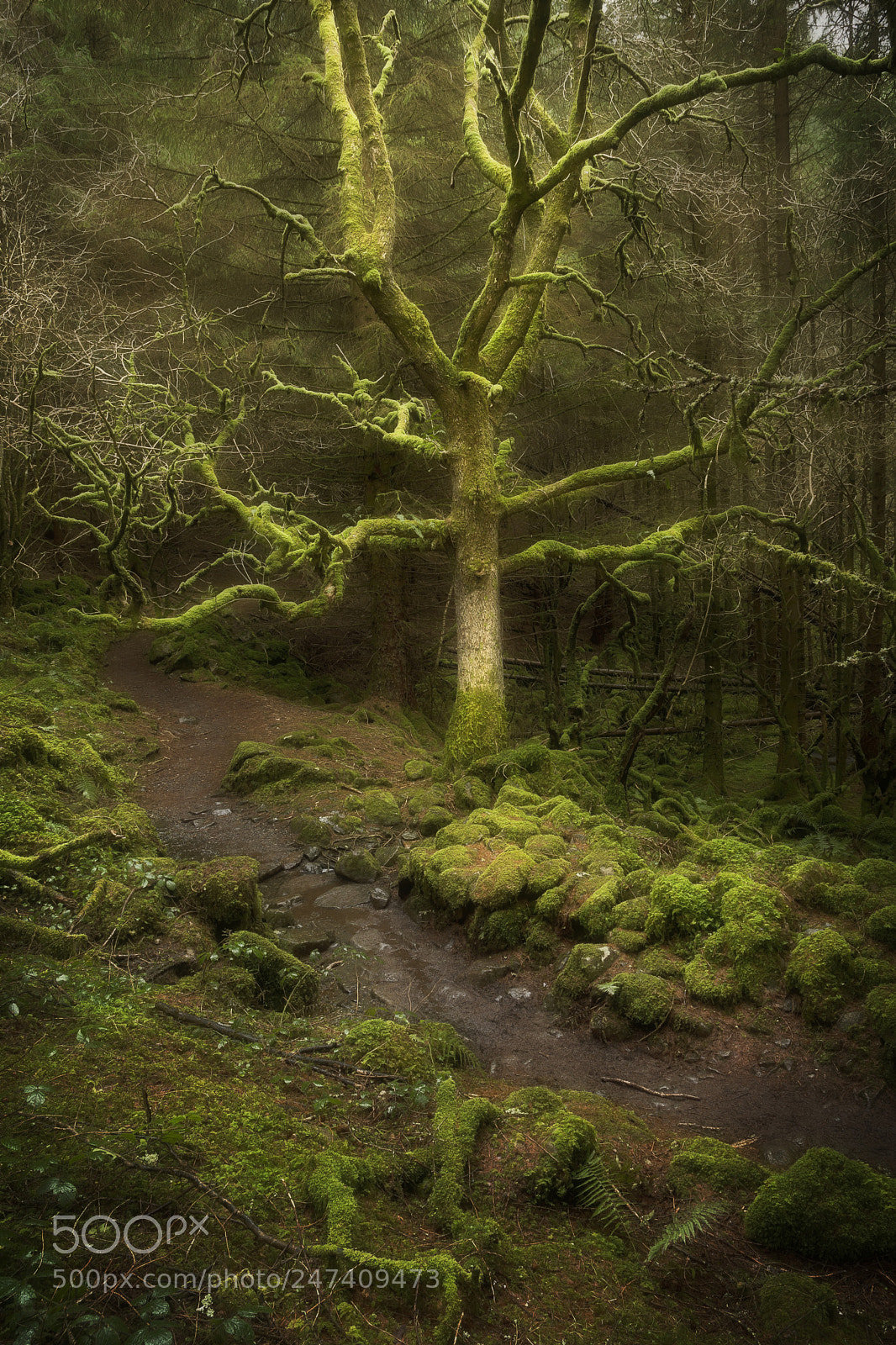 Nikon D7100 sample photo. A mossy character photography