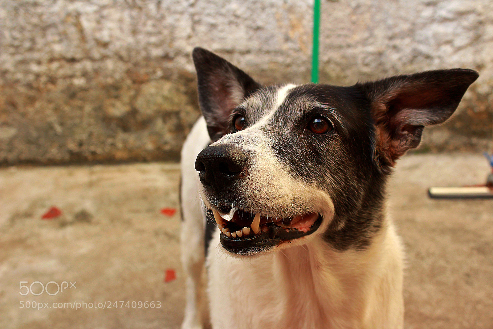 Canon EOS 1300D (EOS Rebel T6 / EOS Kiss X80) sample photo. Pablita's smile photography