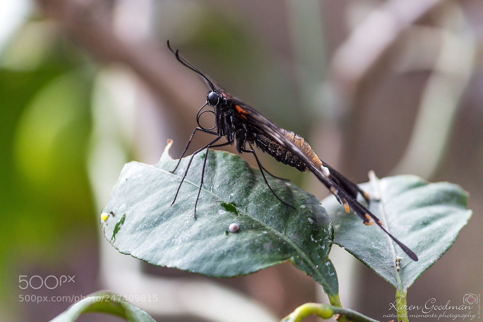Canon EOS 1300D (EOS Rebel T6 / EOS Kiss X80) sample photo. Stratford butterfly farm photography