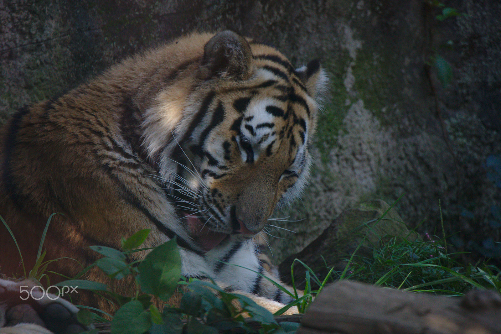 Canon EOS 40D sample photo. Licking tiger photography
