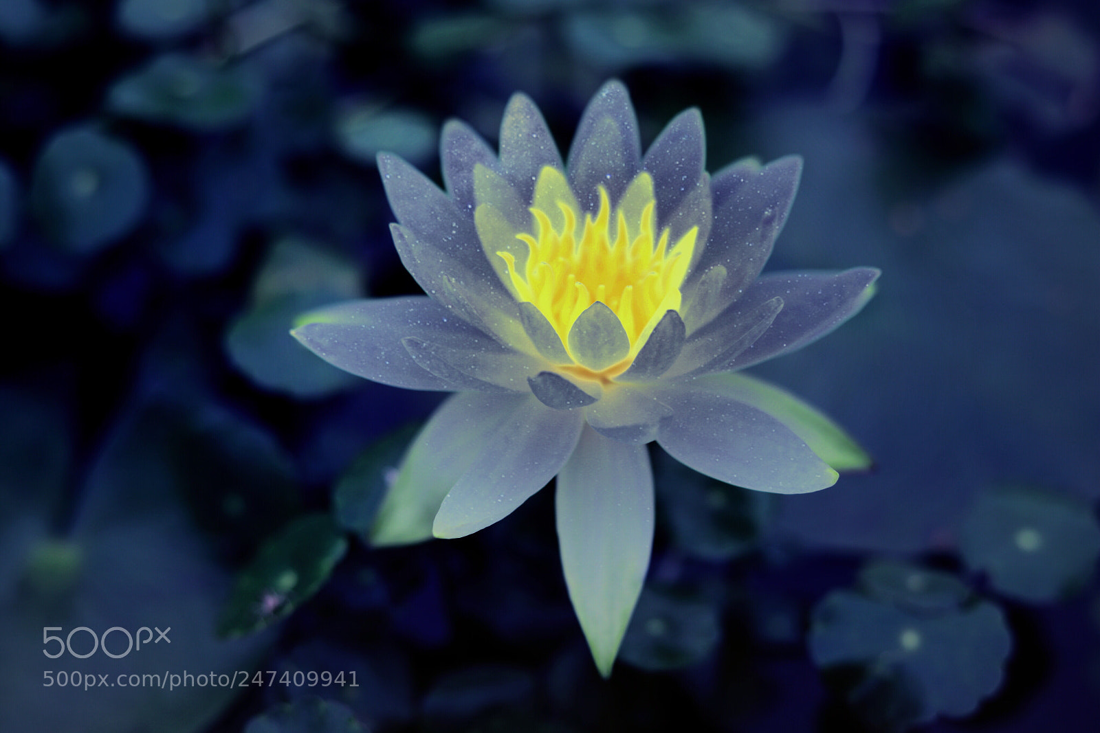 Canon EOS 6D Mark II sample photo. Untitled photography