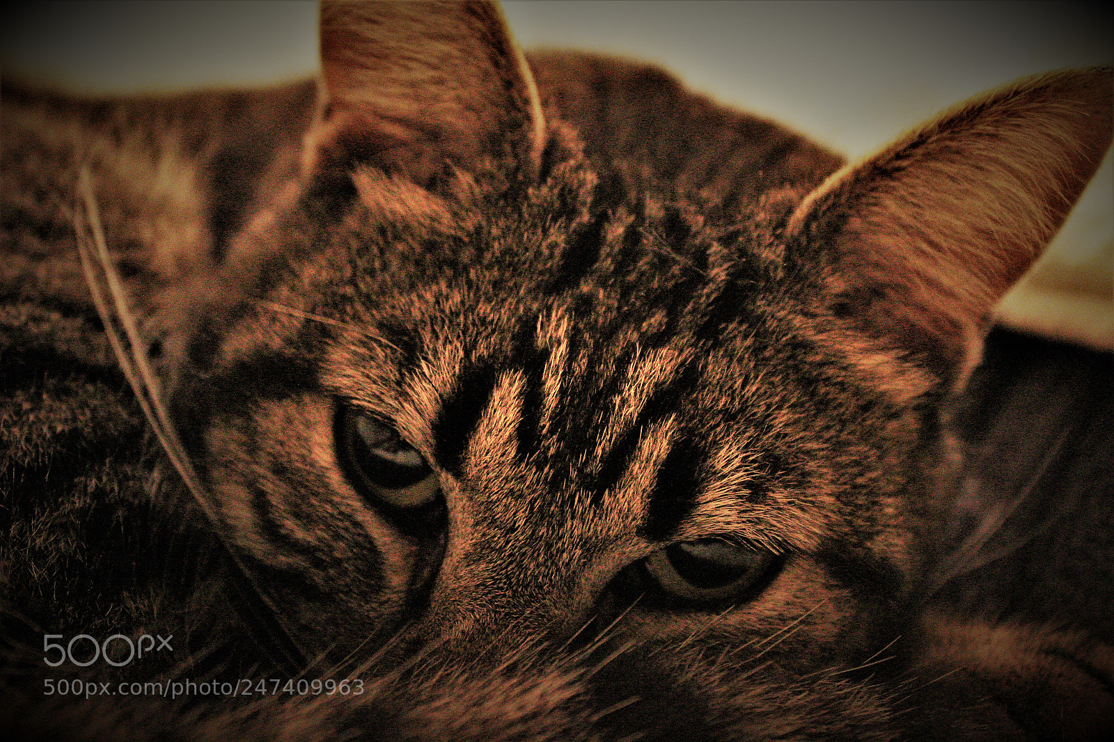 Canon EOS 1300D (EOS Rebel T6 / EOS Kiss X80) sample photo. Laziness cat photography