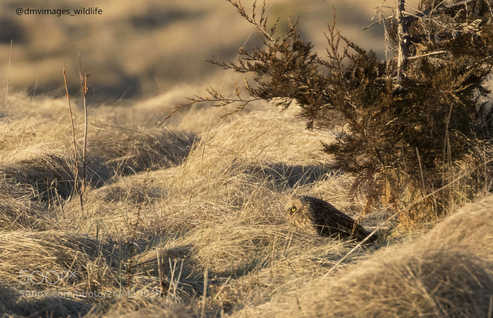 Canon EOS 7D Mark II sample photo. Short eared owl photography
