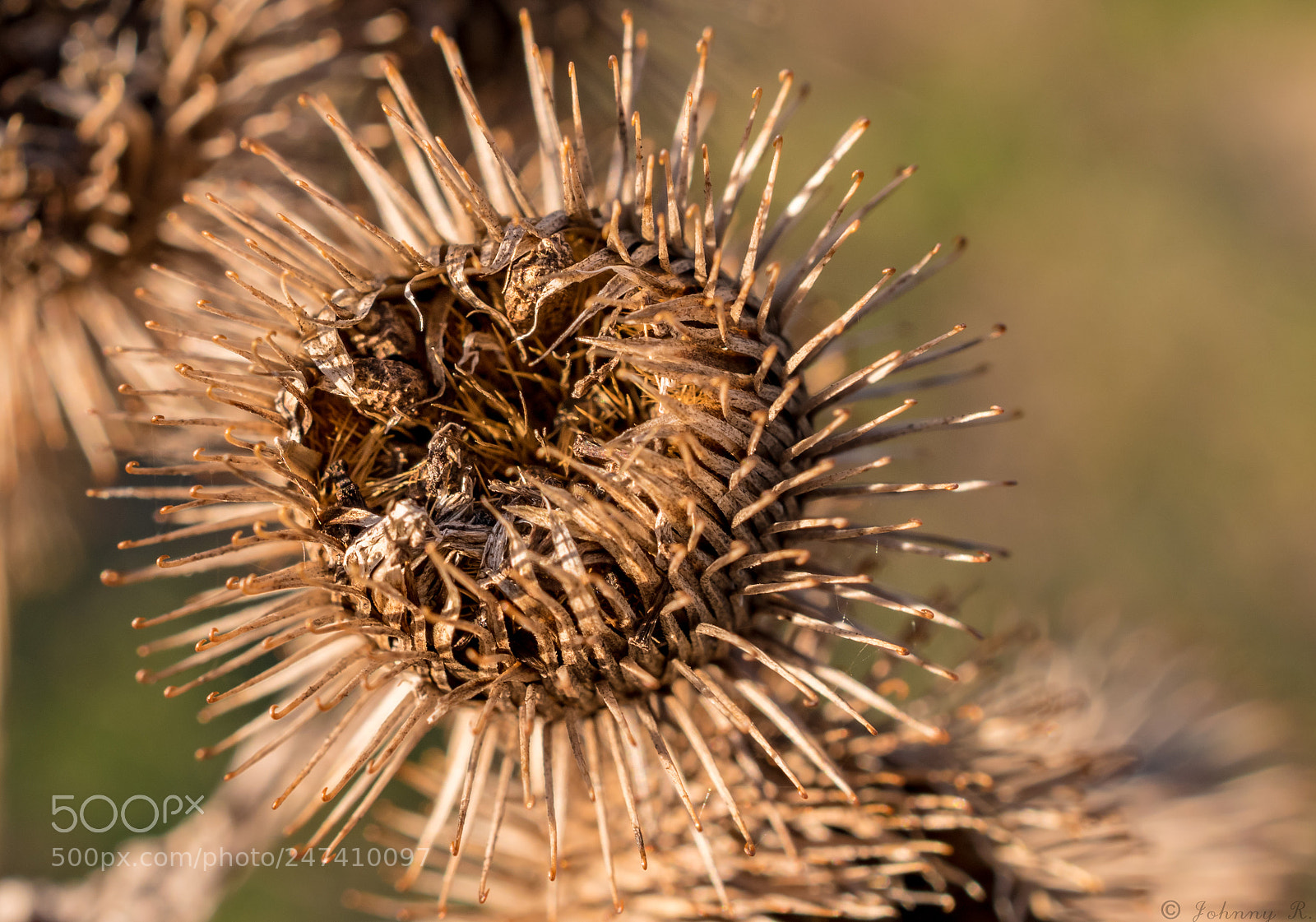 Nikon D5600 sample photo. Flower photography