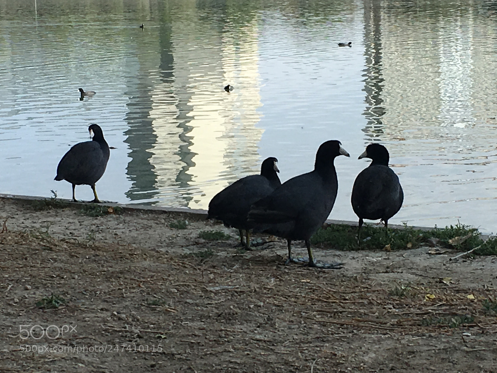 Apple iPhone SE sample photo. Reflections photography