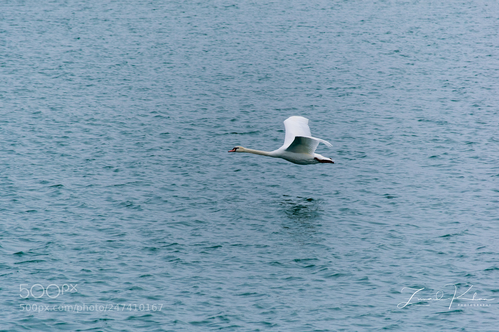 Nikon D3400 sample photo. Swan in flight photography
