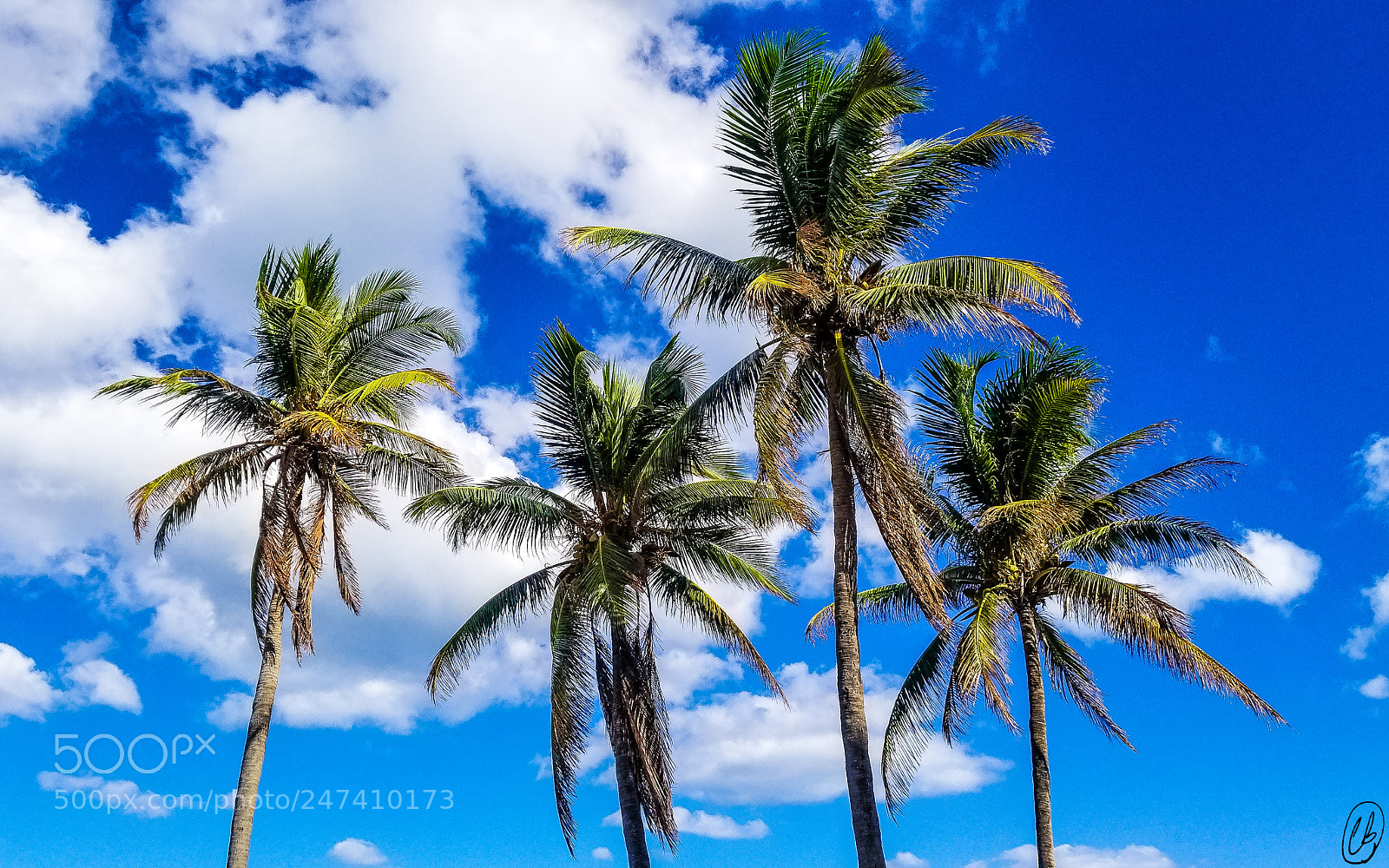 Samsung Galaxy S8+ sample photo. Palm trees in hollywood photography