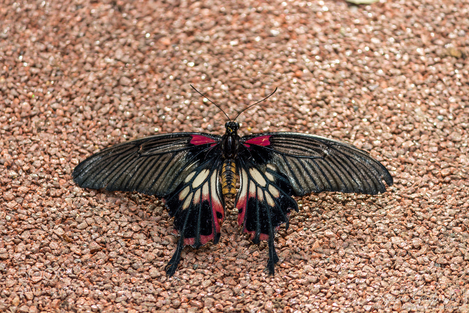 Canon EOS 1300D (EOS Rebel T6 / EOS Kiss X80) sample photo. Stratford butterfly farm photography