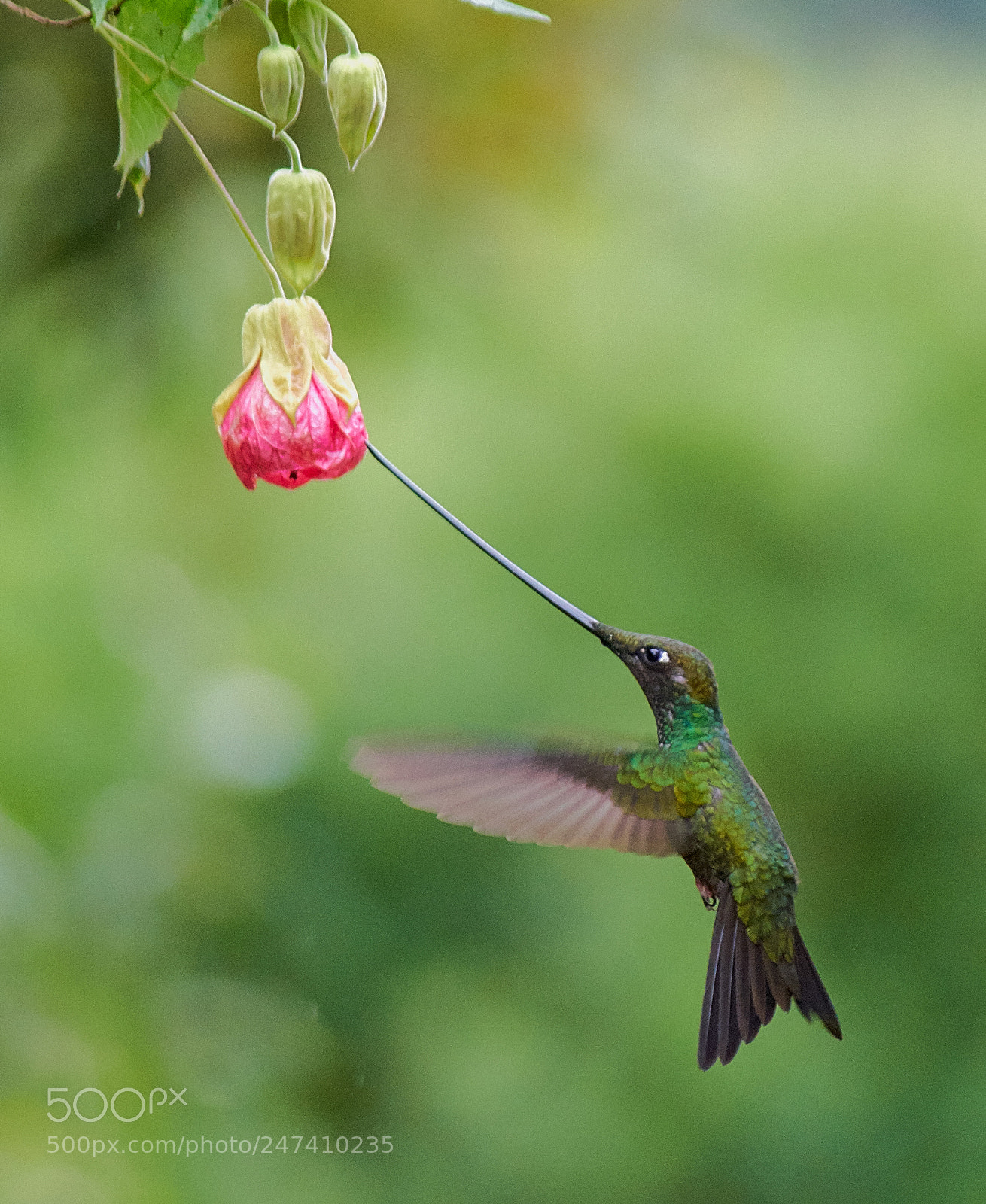Sony a7R II sample photo. Colibrí pico espada photography