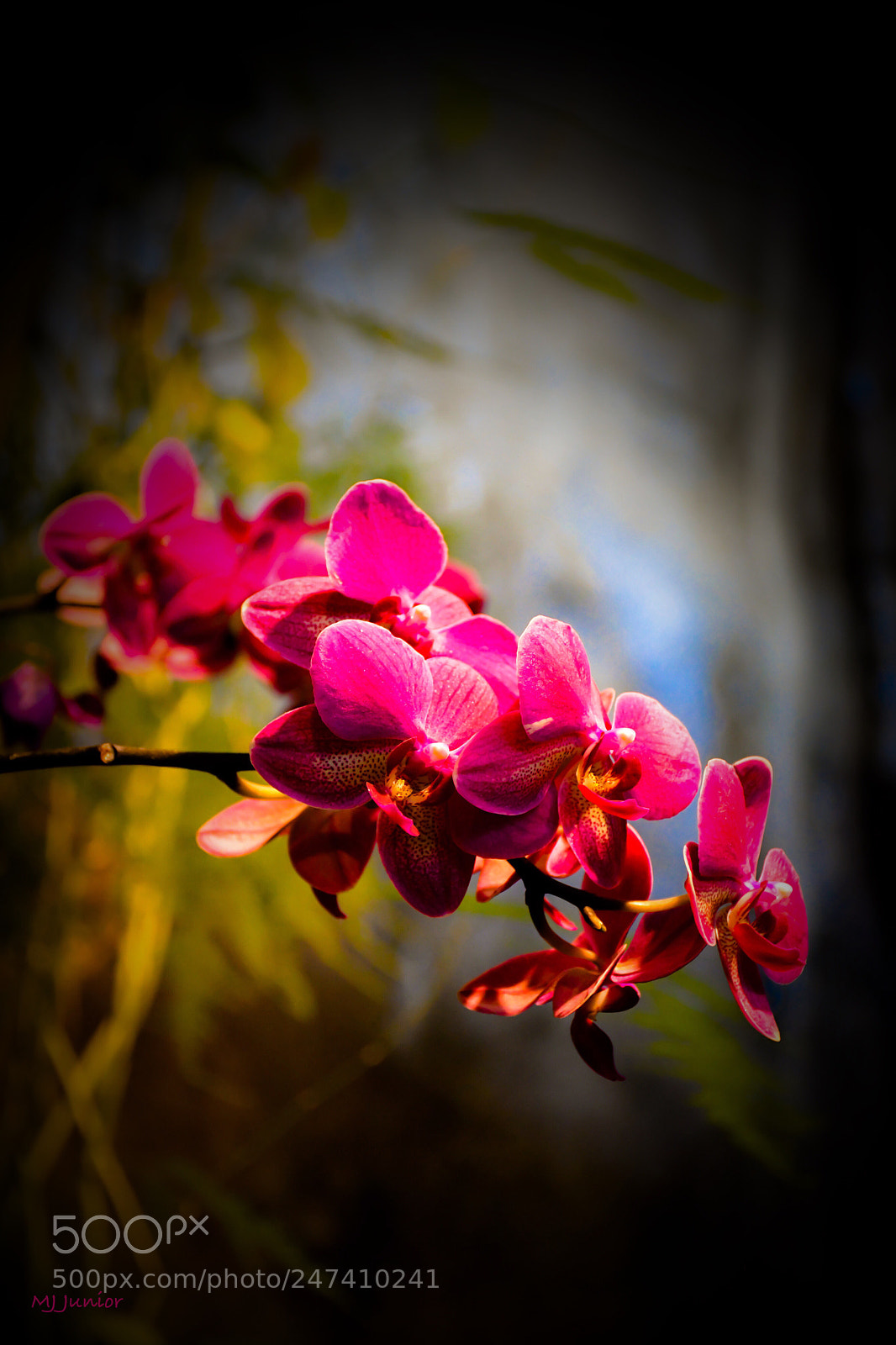 Nikon D7500 sample photo. Pretty pink... photography
