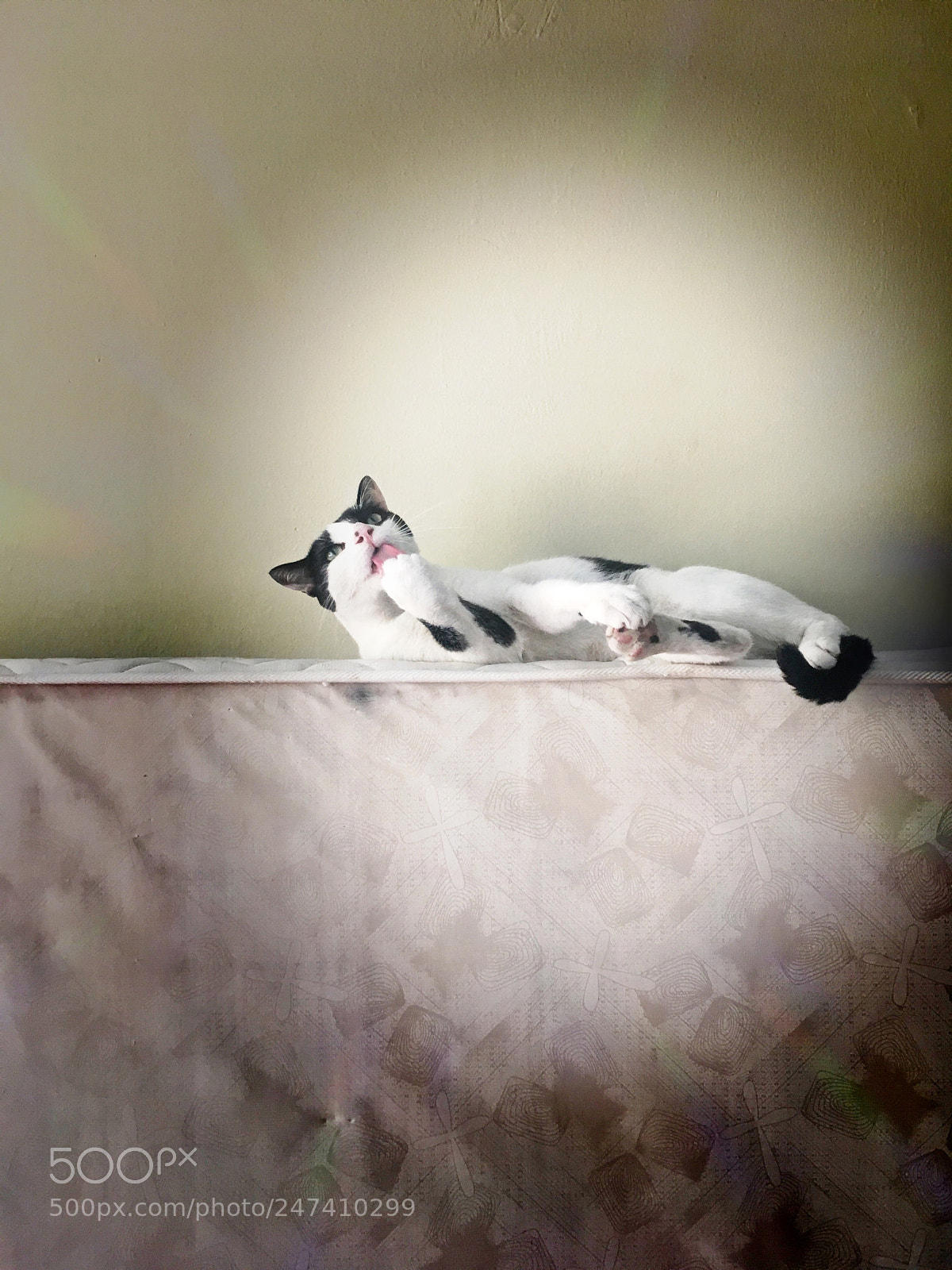 Apple iPhone SE sample photo. Gato relax photography