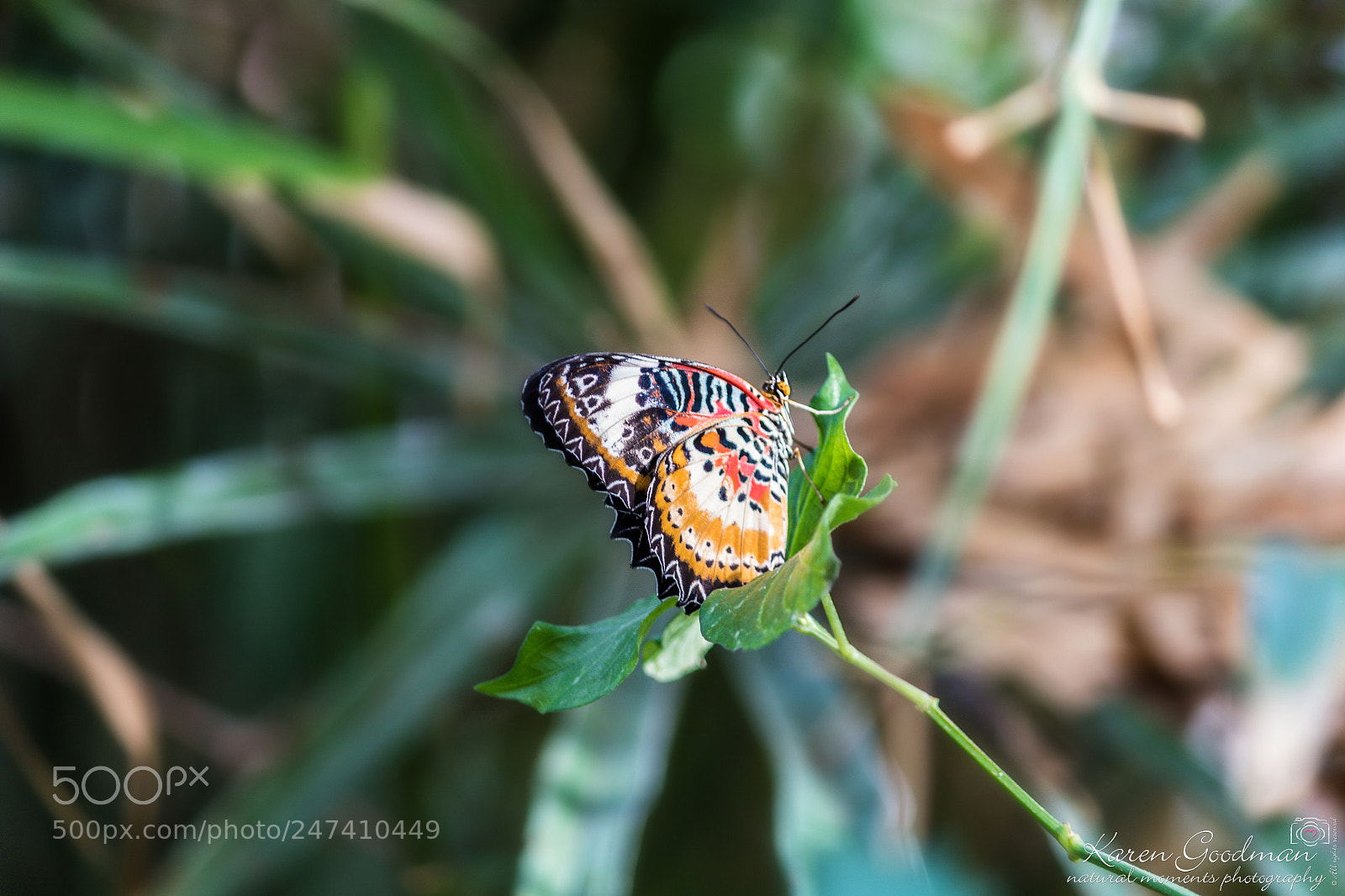 Canon EOS 1300D (EOS Rebel T6 / EOS Kiss X80) sample photo. Stratford butterfly farm photography
