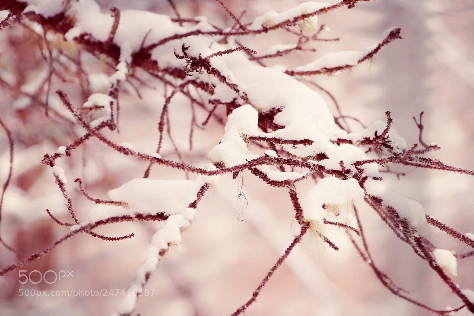 Canon EOS 80D sample photo. 樱花雪 photography