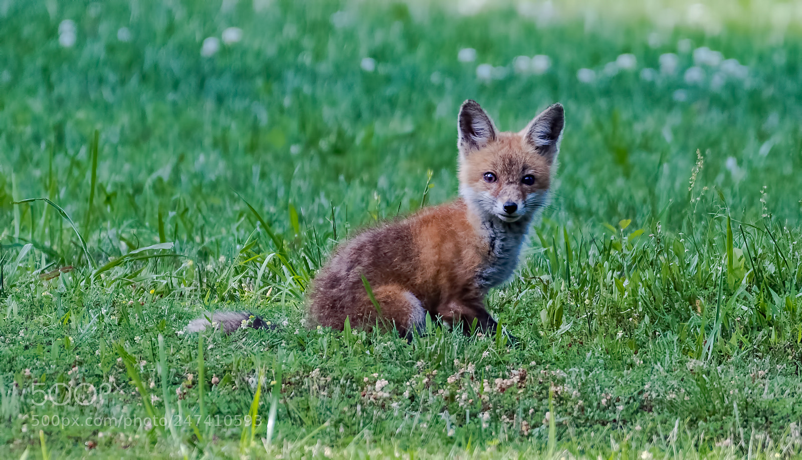 Nikon D500 sample photo. Fox cub photography
