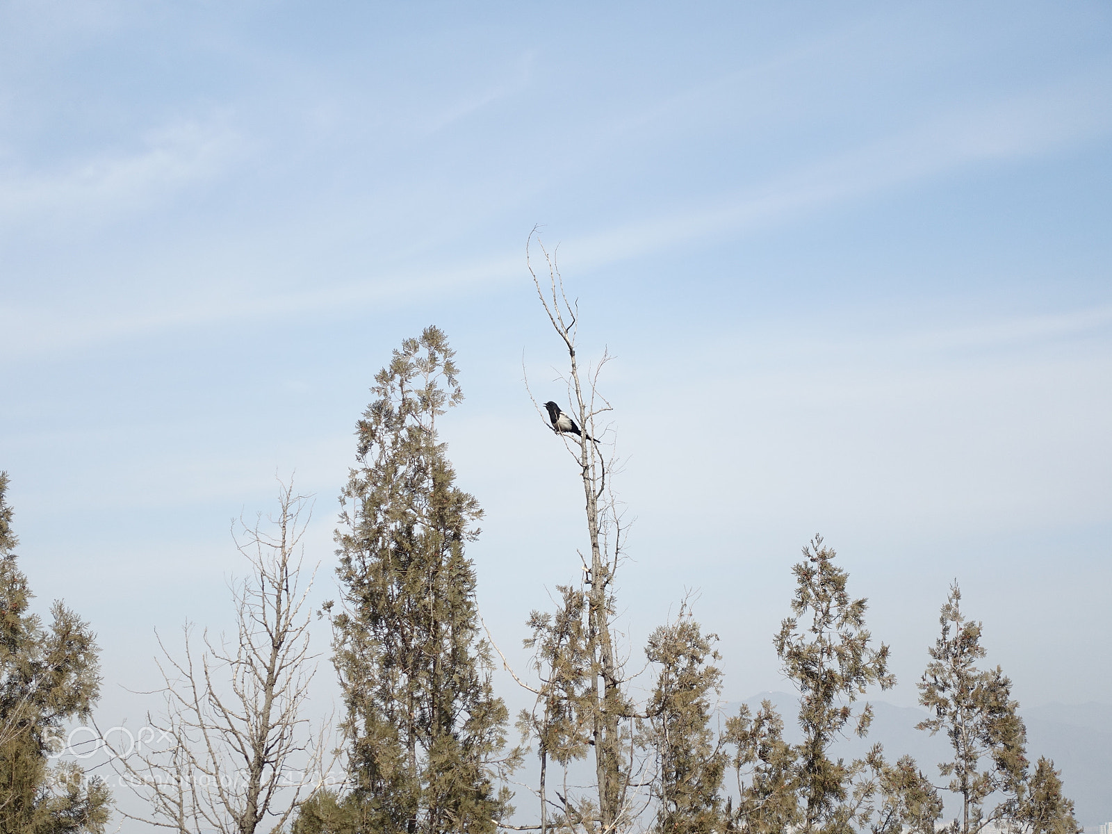 Sony Cyber-shot DSC-RX100 III sample photo. A magpie photography