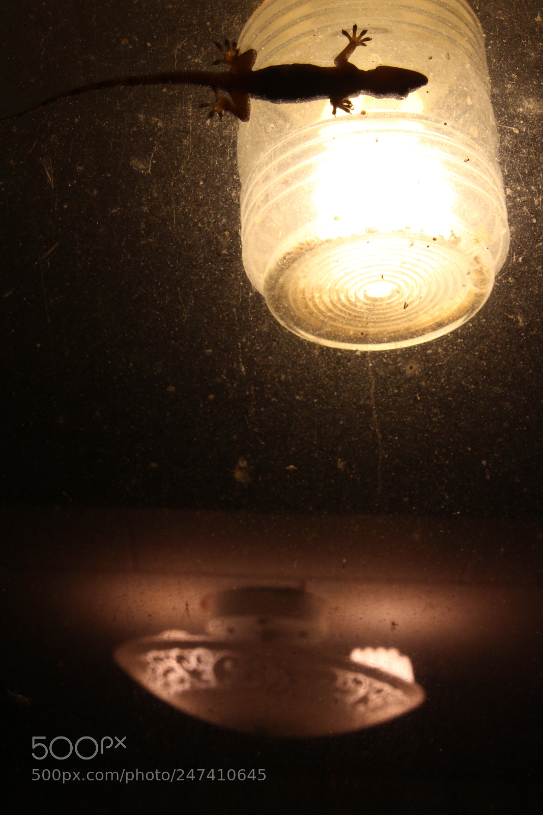 Canon EOS 700D (EOS Rebel T5i / EOS Kiss X7i) sample photo. Gecko next to lamp photography
