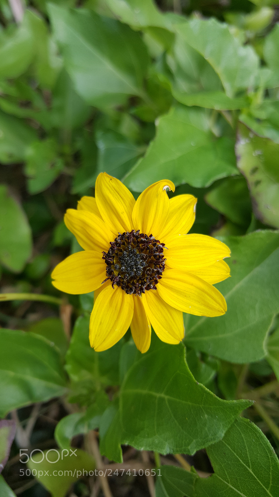 Samsung Galaxy S6 sample photo. Untitled photography