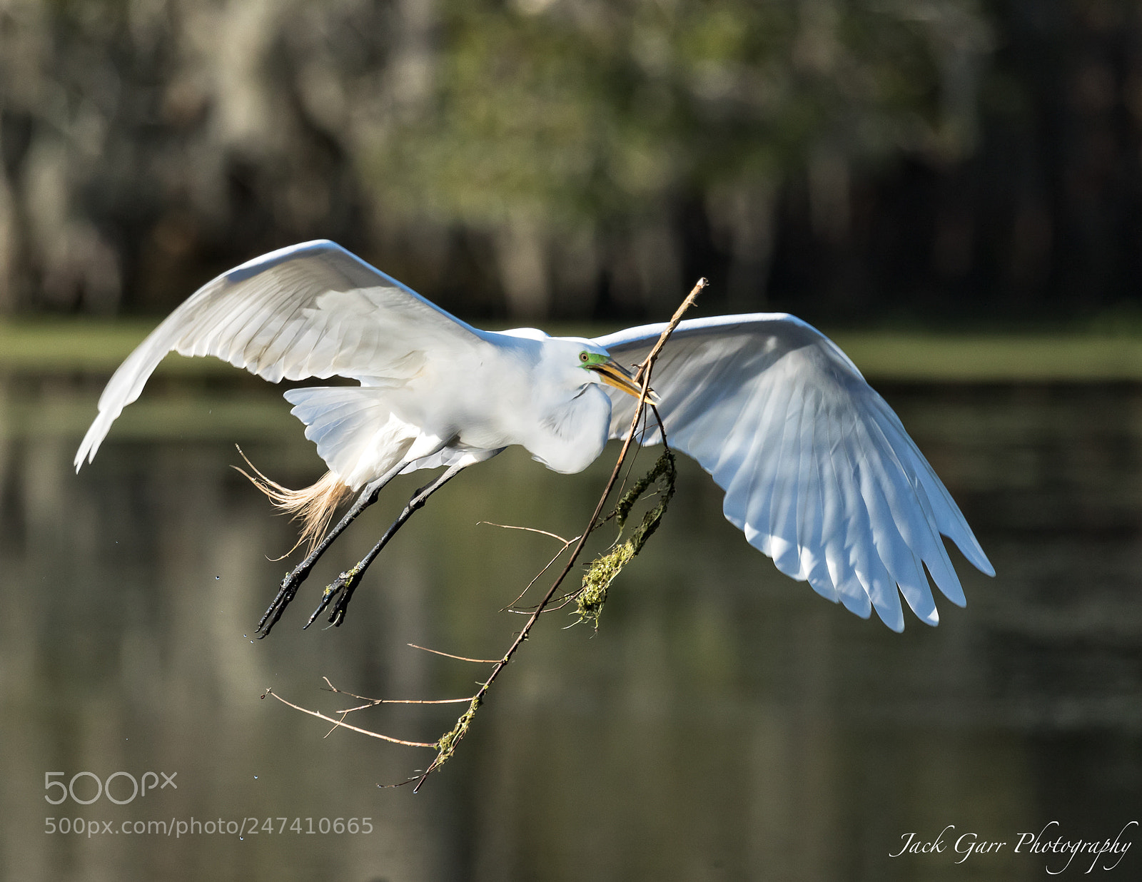 Canon EOS-1D X Mark II sample photo. Great white egret flying photography