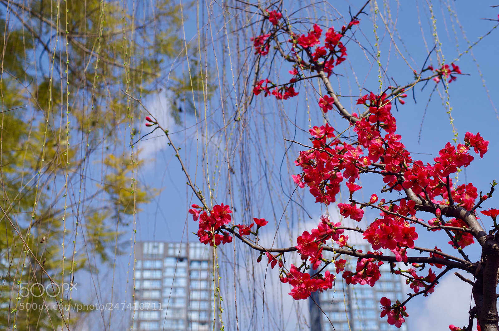 Pentax K-30 sample photo. 贴梗海棠开得好红火。 photography