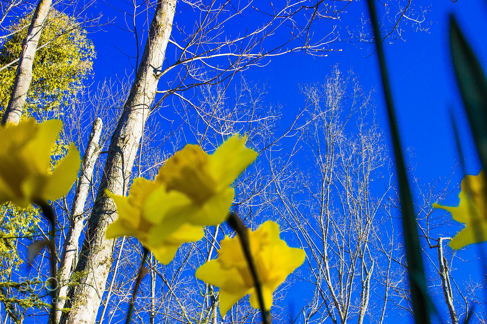 Canon EOS 600D (Rebel EOS T3i / EOS Kiss X5) sample photo. Daffodils (of ) photography