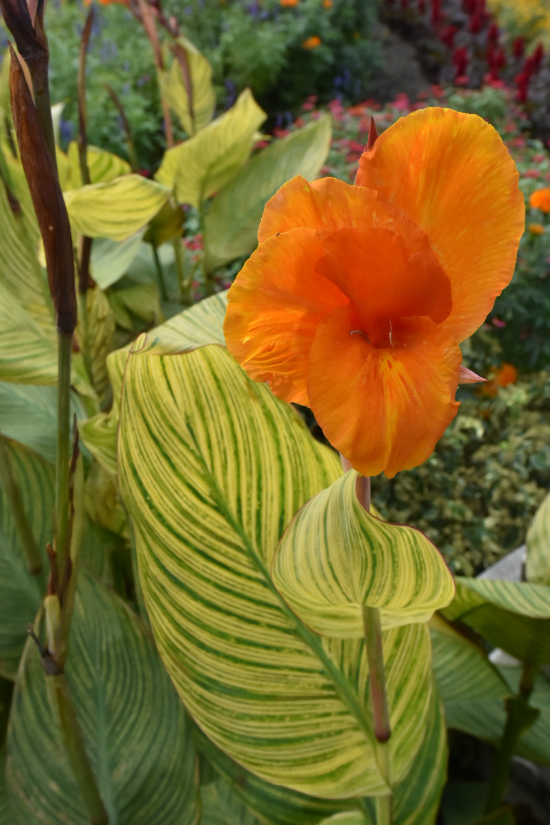 Nikon D7200 + Nikon AF-S Nikkor 14-24mm F2.8G ED sample photo. Flower photography