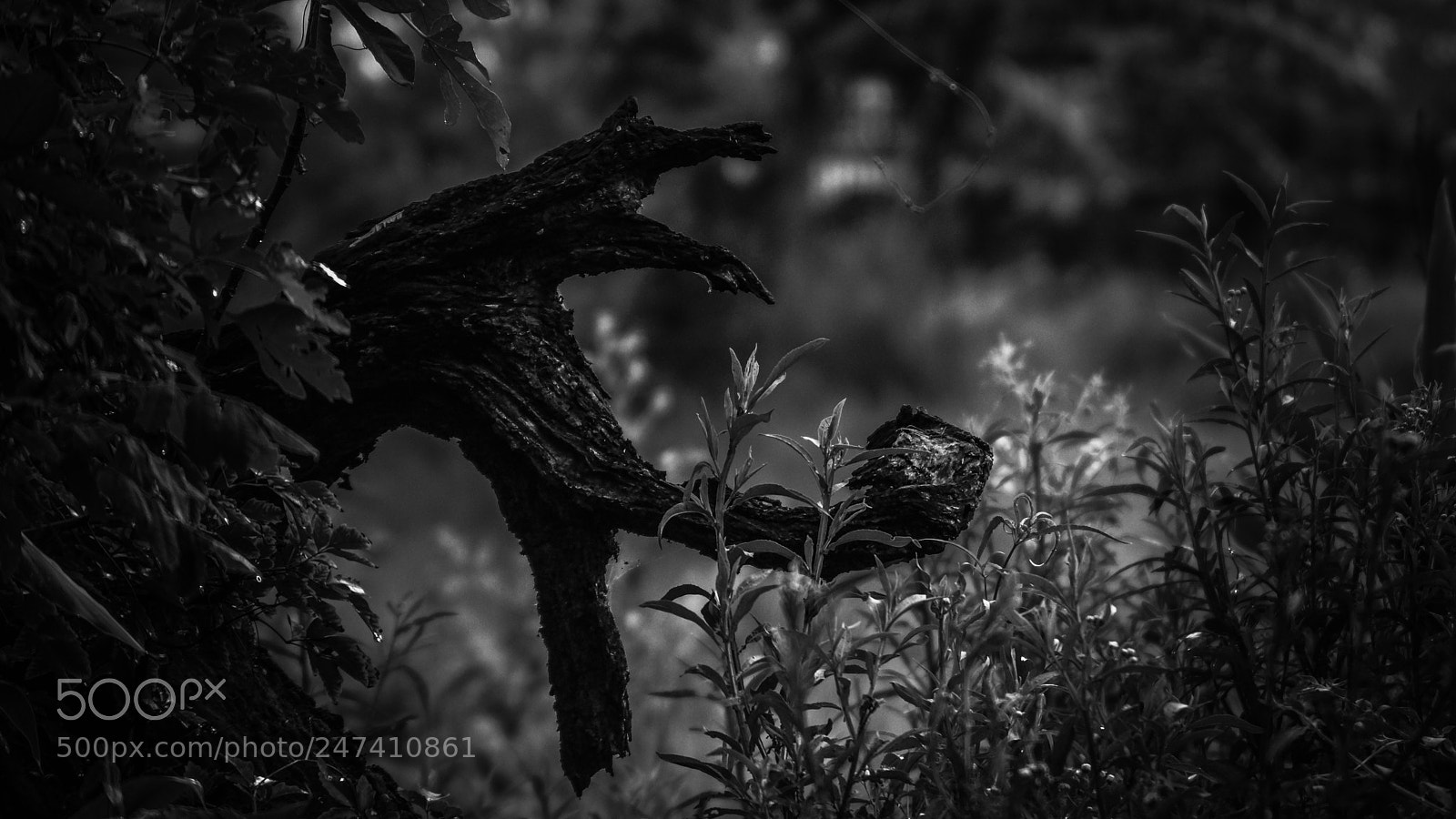 Sony SLT-A65 (SLT-A65V) sample photo. Rain forest photography