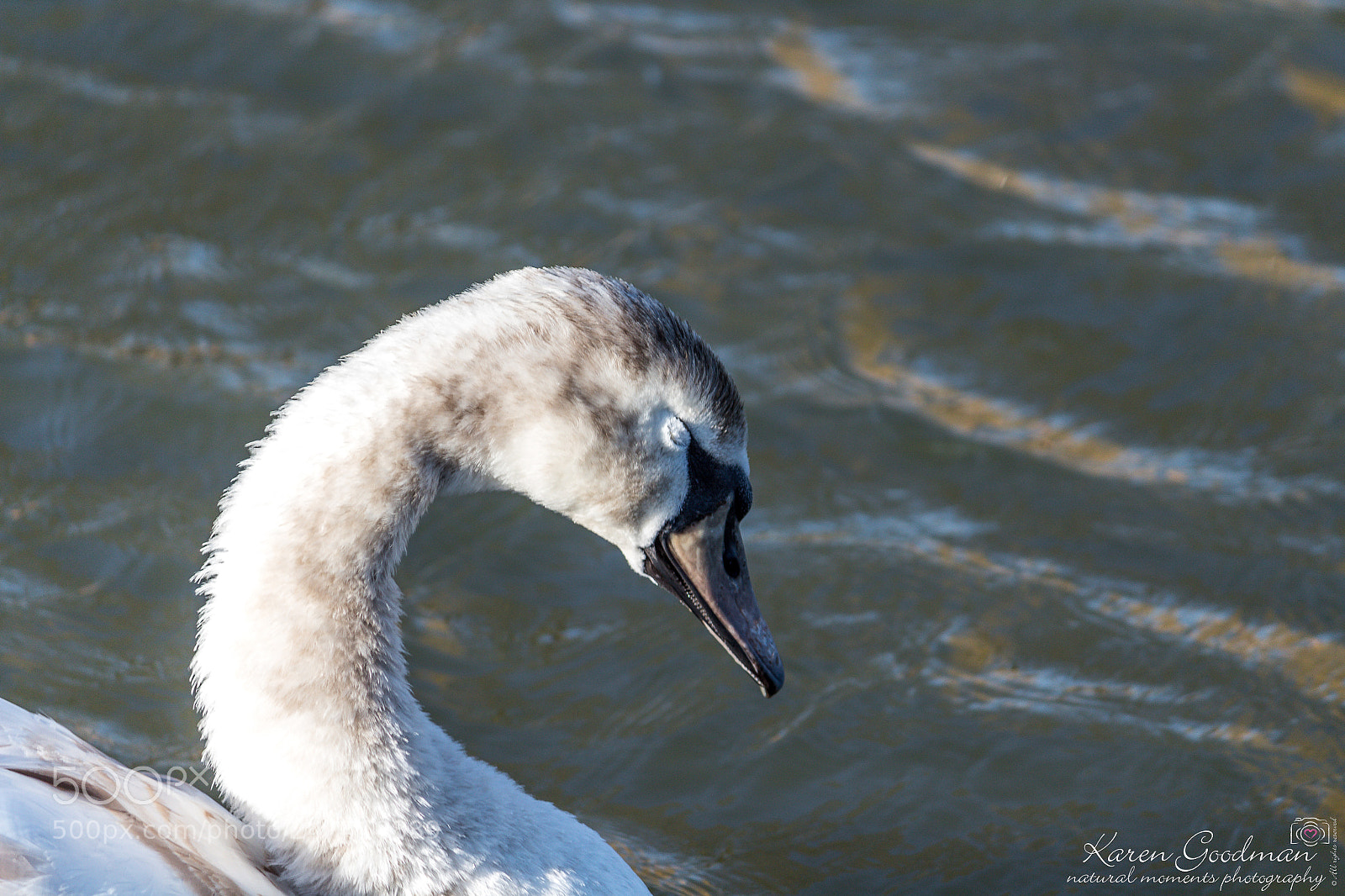 Canon EOS 1300D (EOS Rebel T6 / EOS Kiss X80) sample photo. River at stratford photography