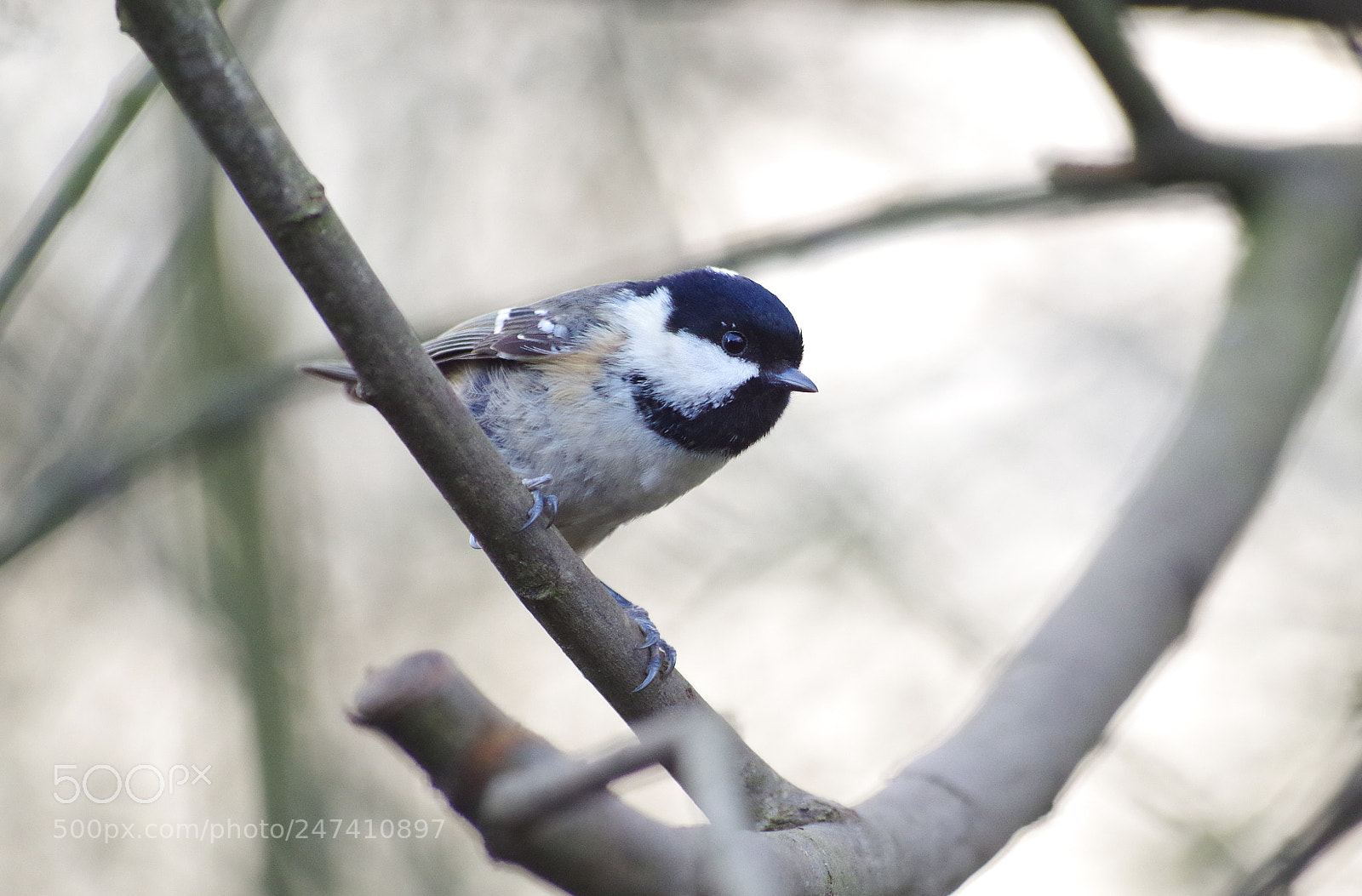 Pentax K-30 sample photo. Brilliant coal tit photography