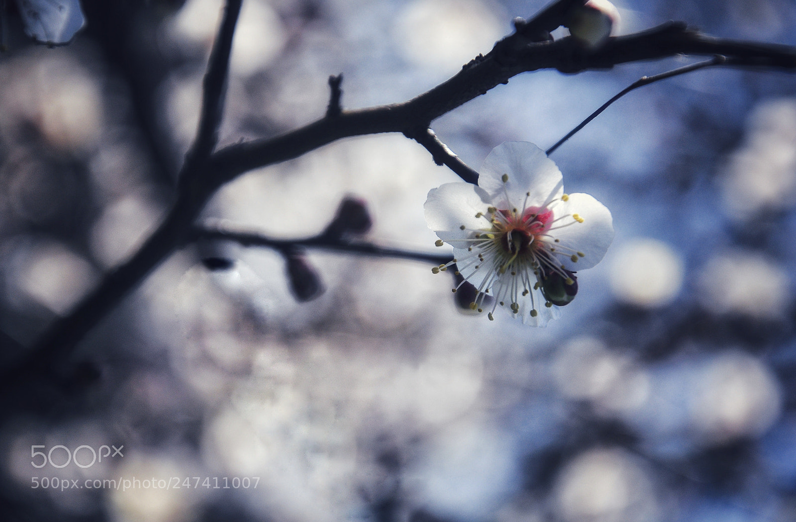 Nikon D90 sample photo. Untitled photography