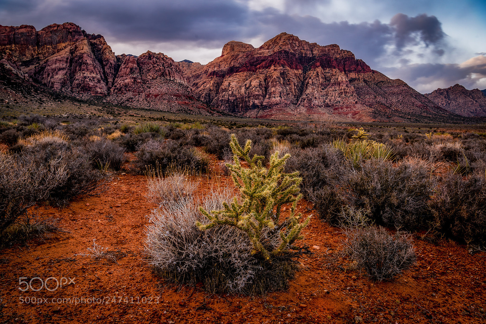 Nikon D810 sample photo. Cholla photography