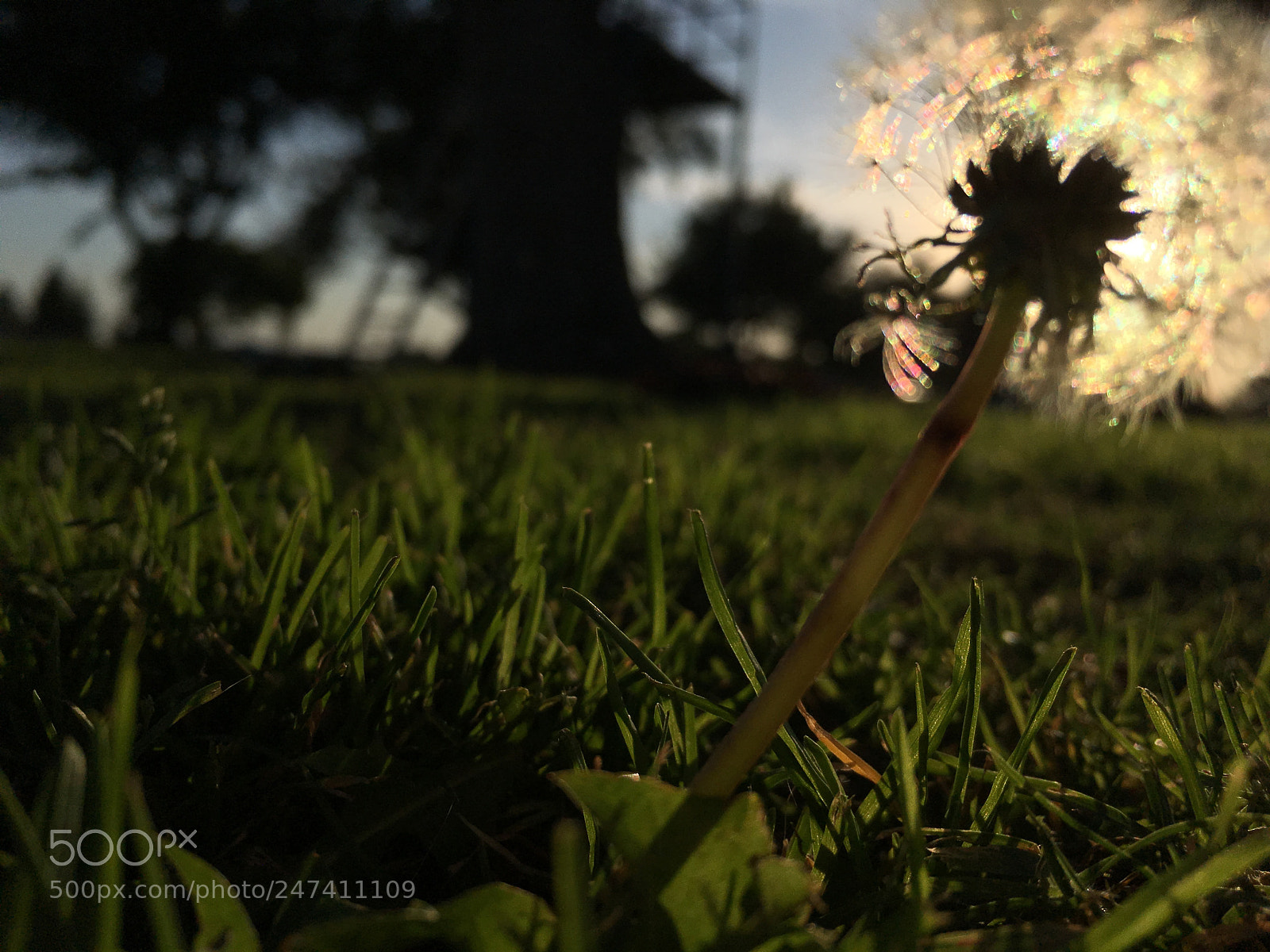 Apple iPhone SE sample photo. The grassy sunlight photography