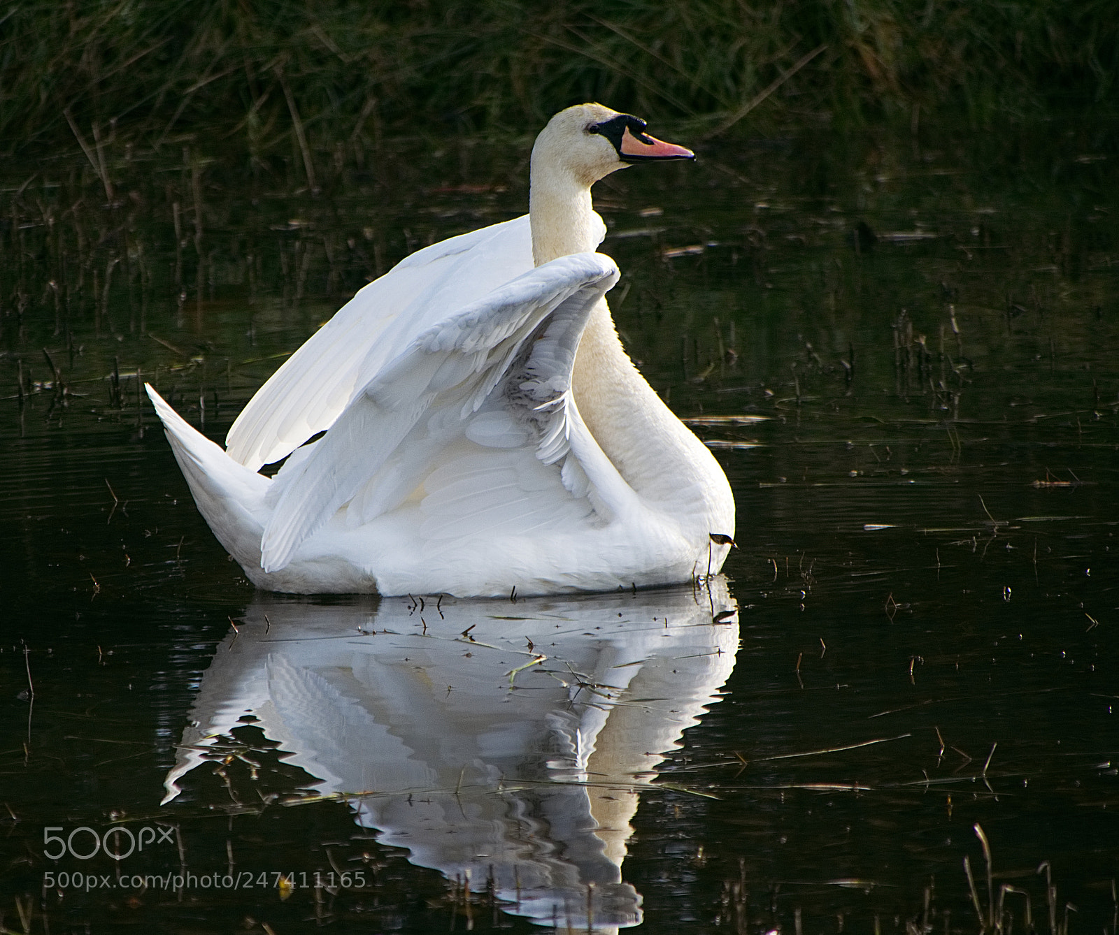 Panasonic Lumix DMC-GX8 sample photo. Swan's reflection photography