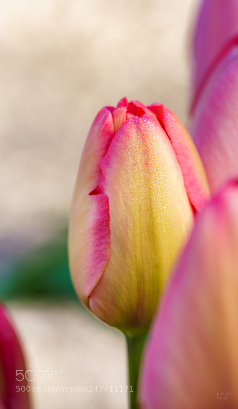 Sony a7R III sample photo. Off-line photography
