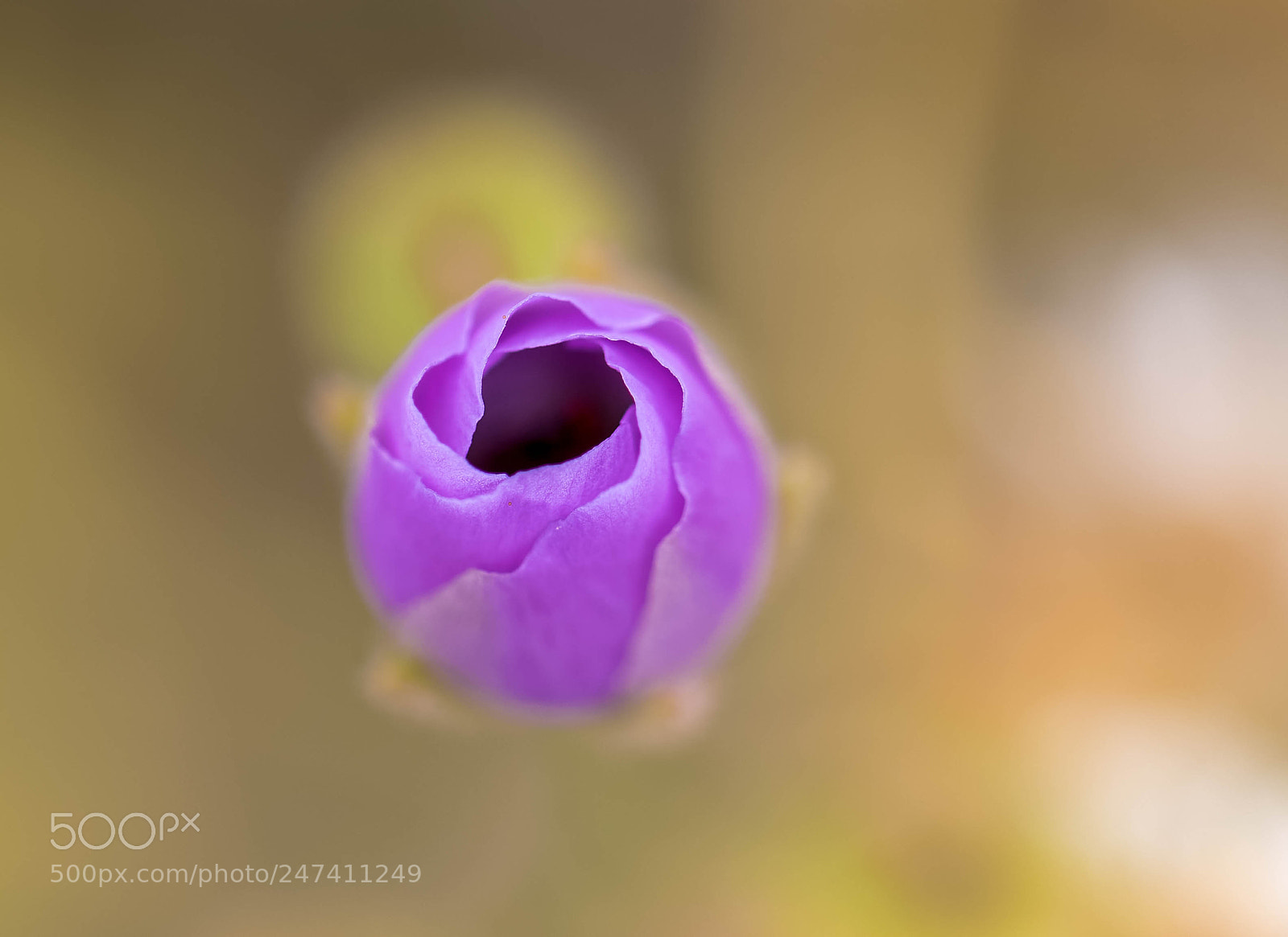 Canon EOS 7D Mark II sample photo. Boton photography
