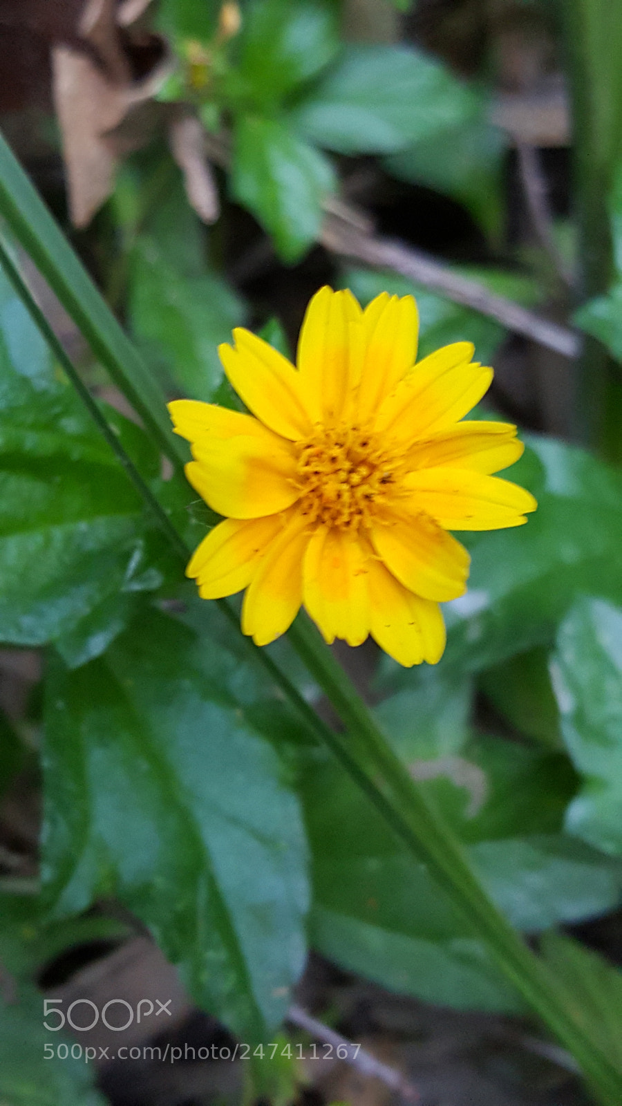 Samsung Galaxy S6 sample photo. Untitled photography