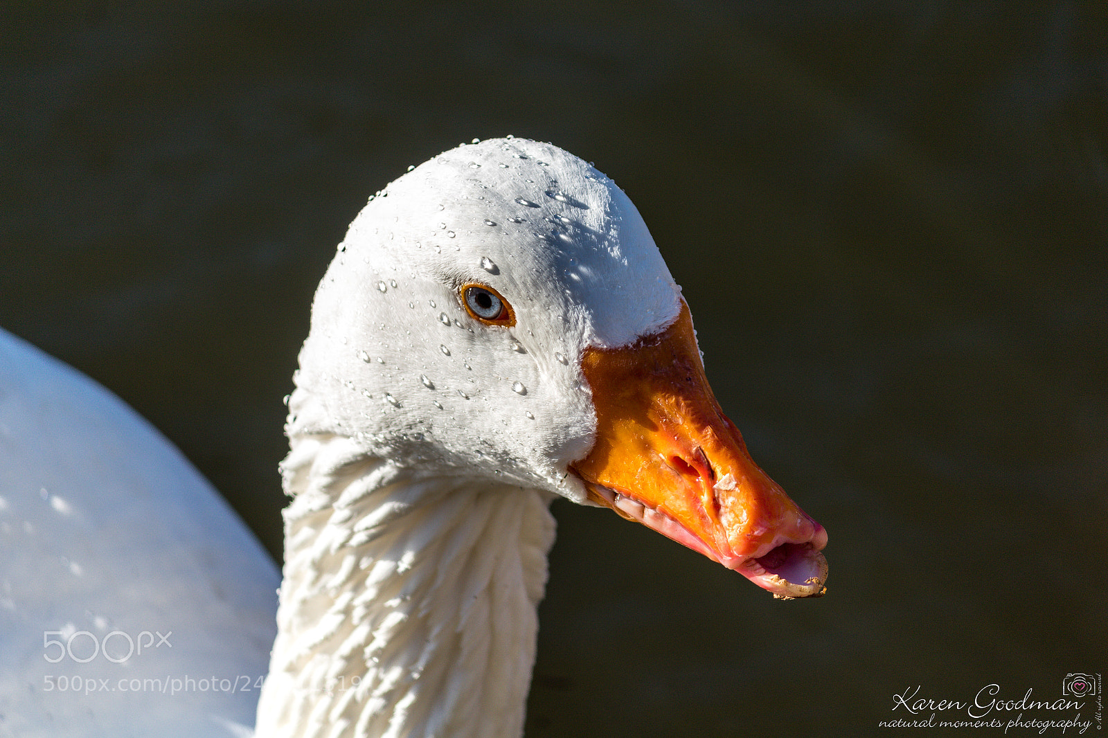 Canon EOS 1300D (EOS Rebel T6 / EOS Kiss X80) sample photo. River at stratford photography