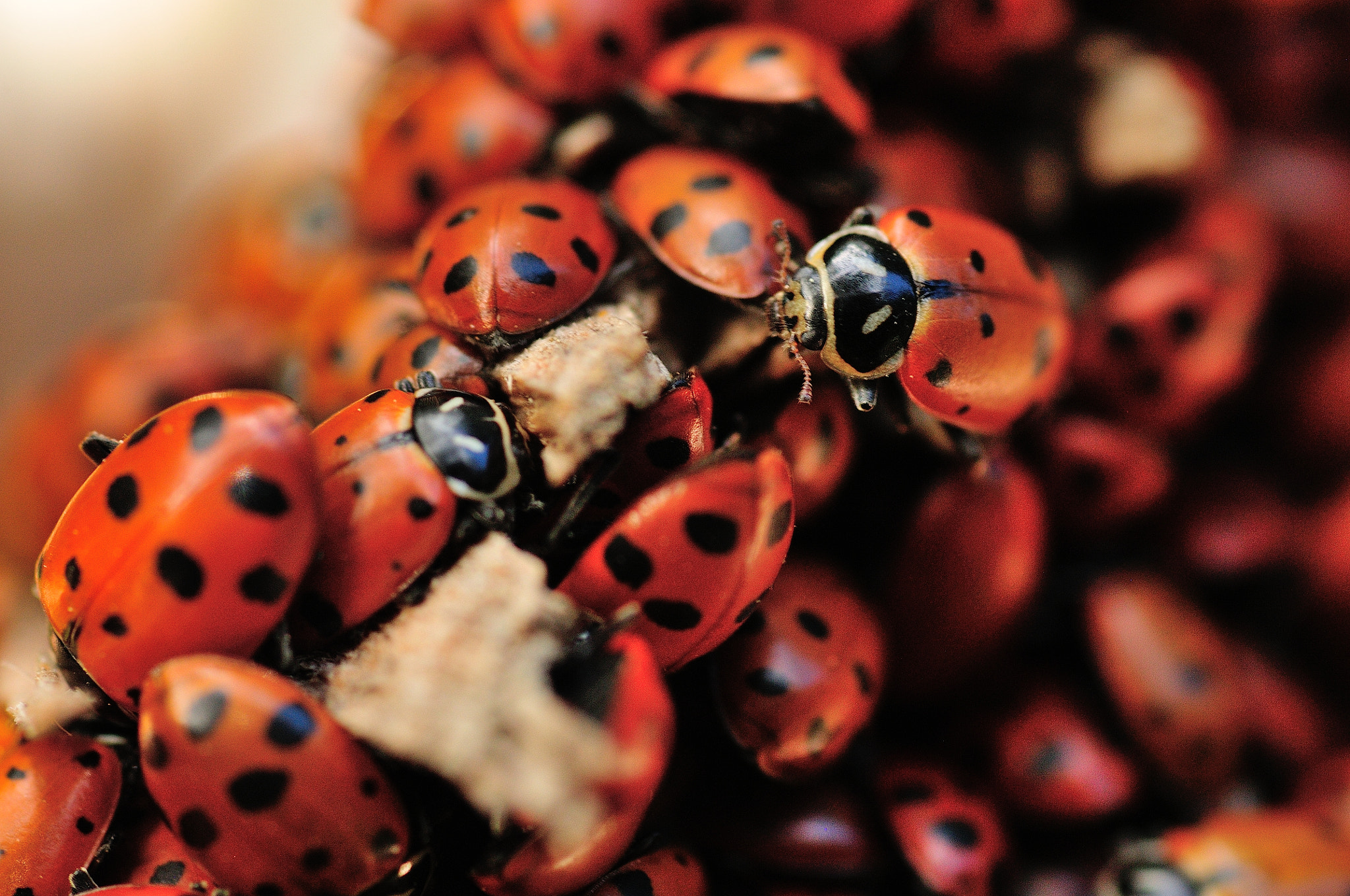 Nikon D300S sample photo. Ladybug conference photography