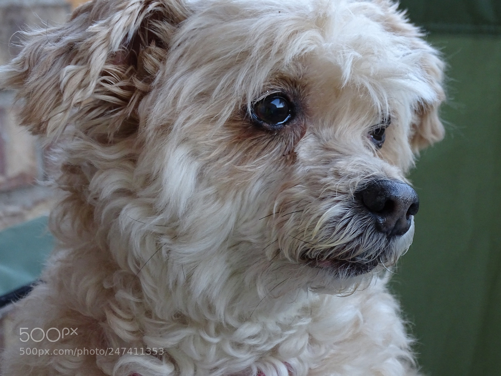 Sony Cyber-shot DSC-HX400V sample photo. Dsc photography