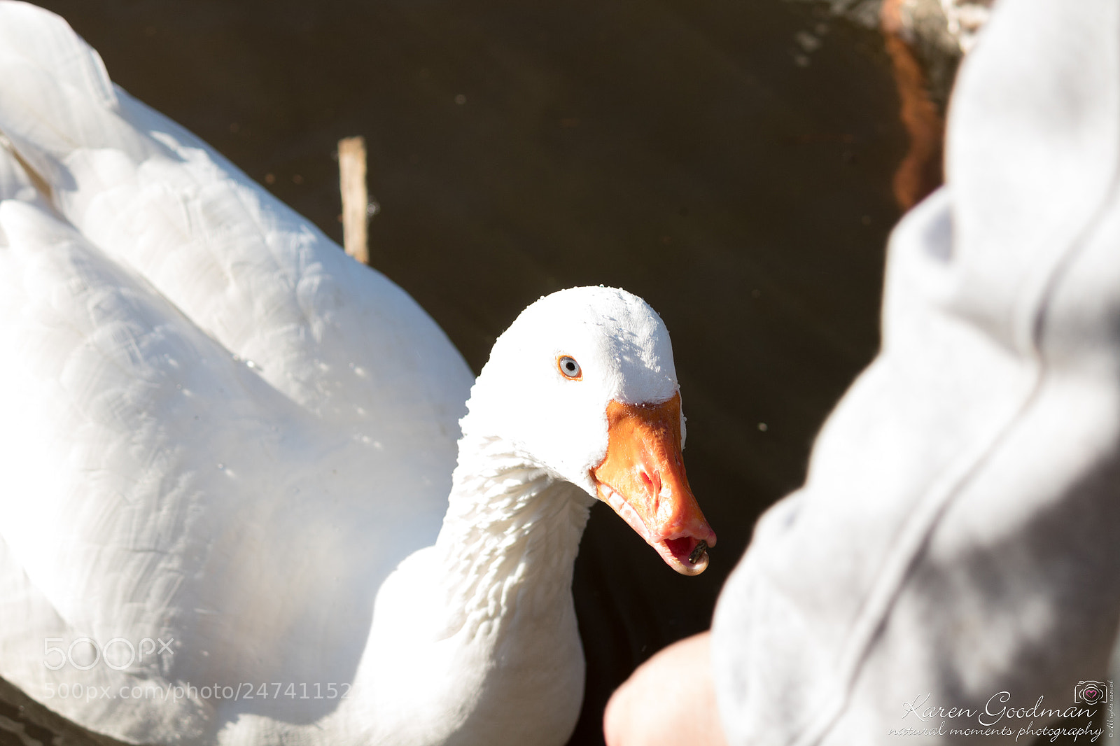 Canon EOS 1300D (EOS Rebel T6 / EOS Kiss X80) sample photo. River at stratford photography