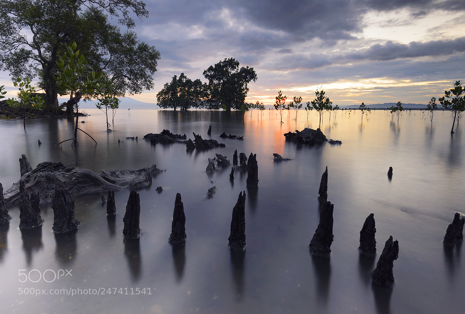 Nikon D610 sample photo. Mangroves photography